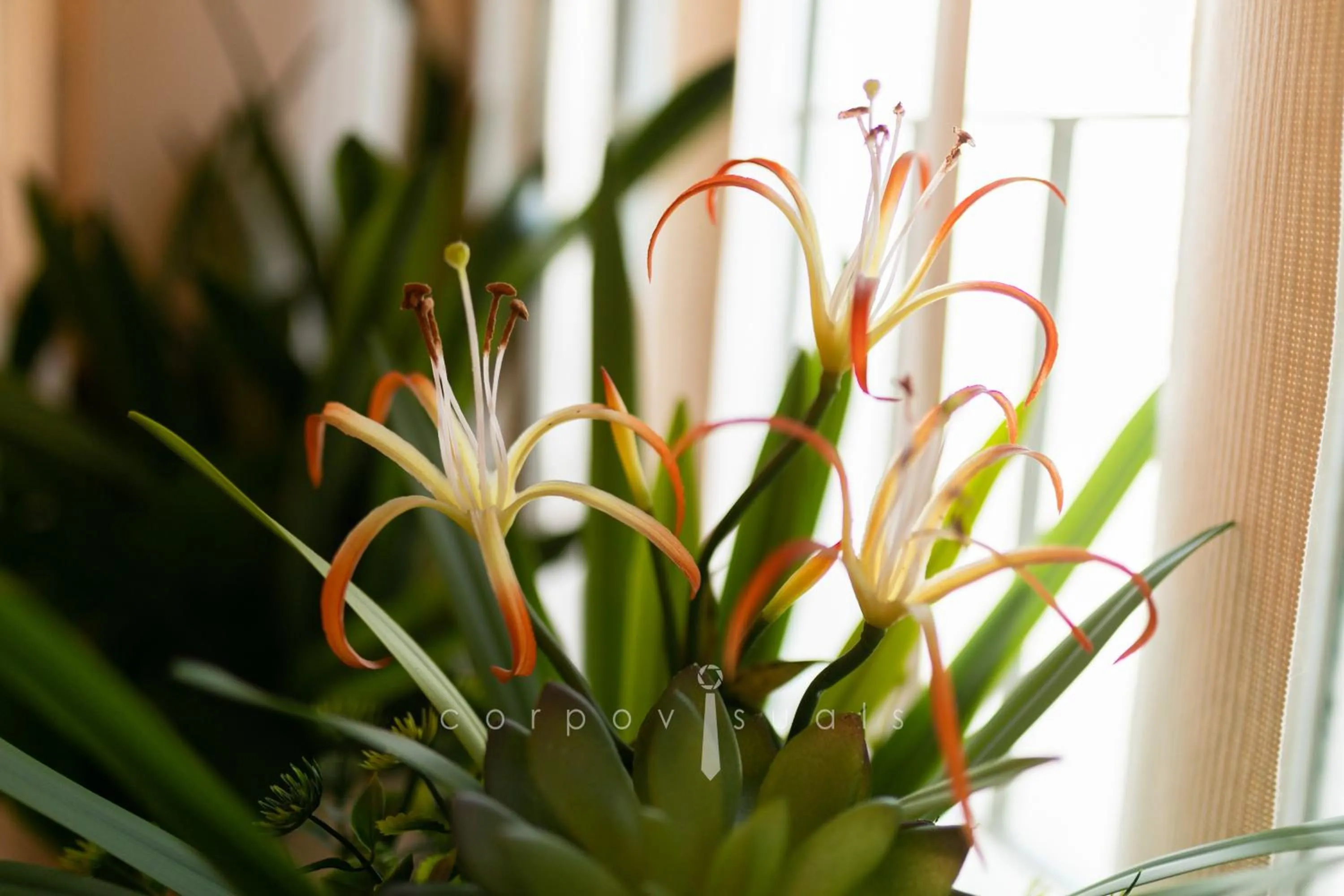 SEL Nibash Hotel & Serviced Apartments