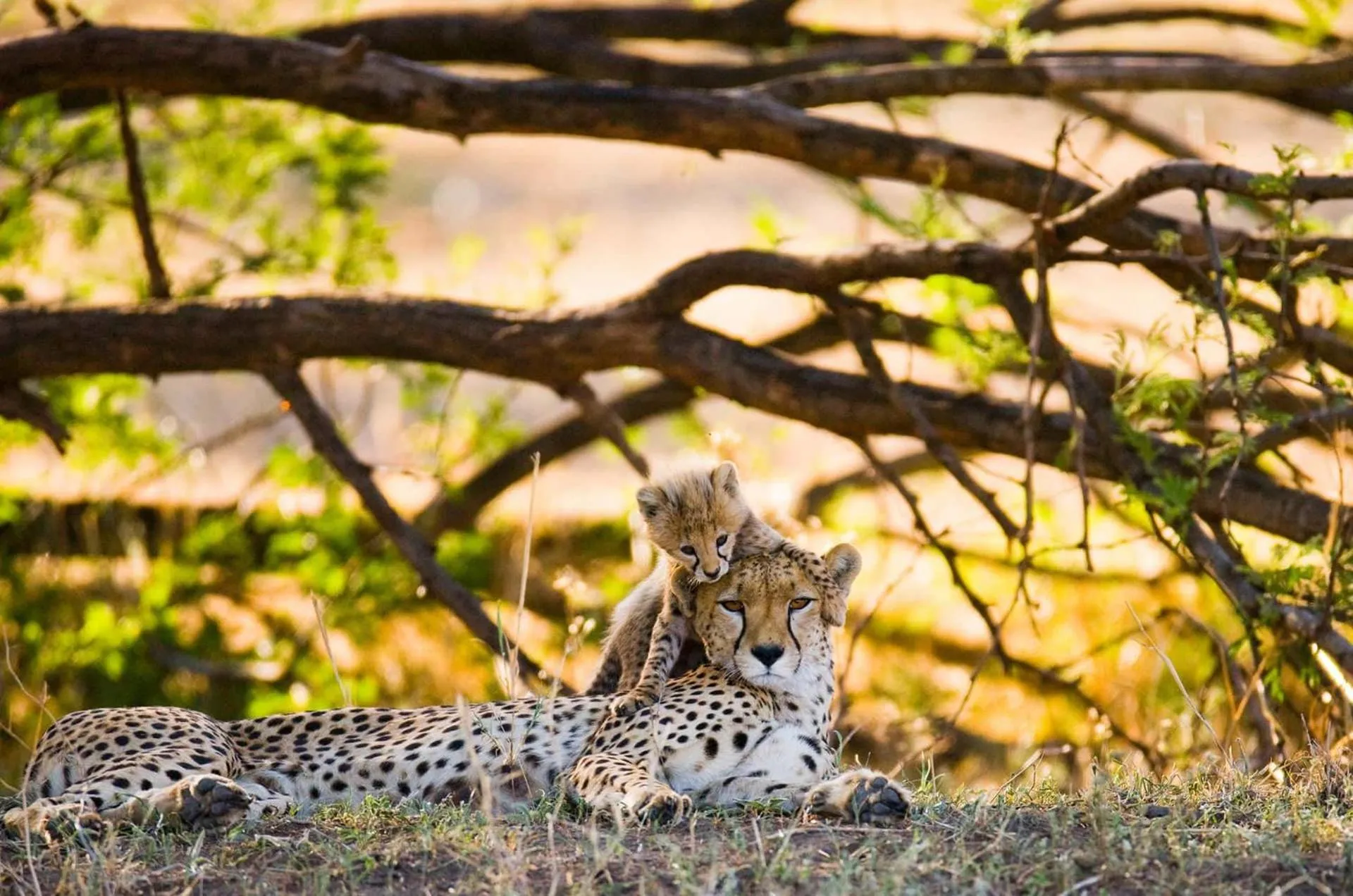 Hoedspruit Raptors Lodge N16