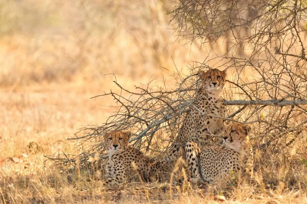 Hoedspruit Raptors Lodge N16