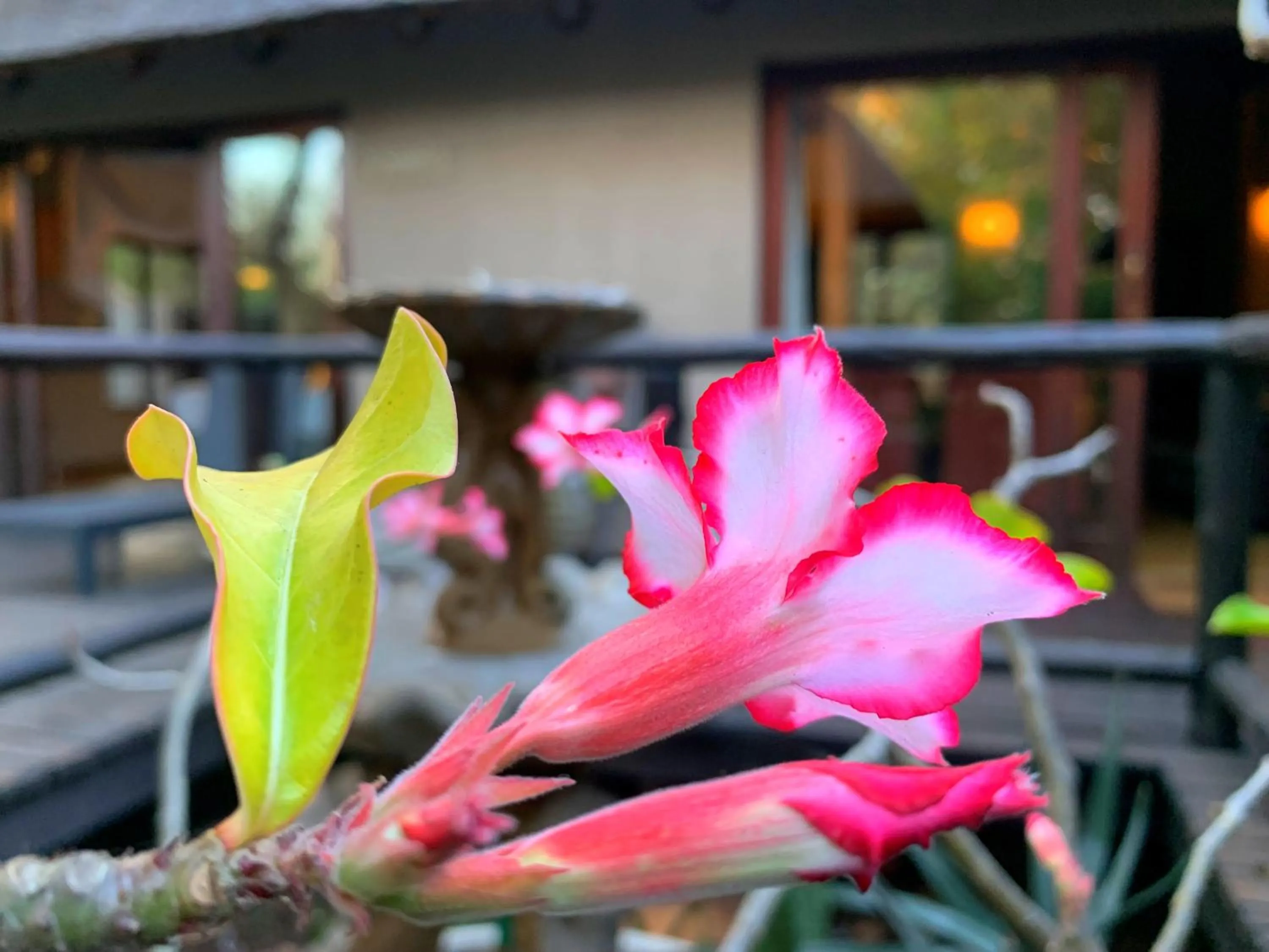 Garden in Hoedspruit Raptors Lodge N16