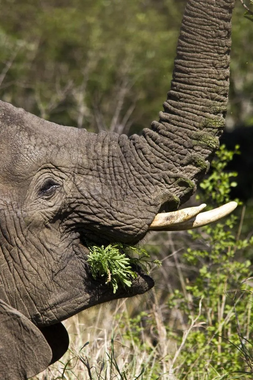 Hoedspruit Raptors Lodge N16