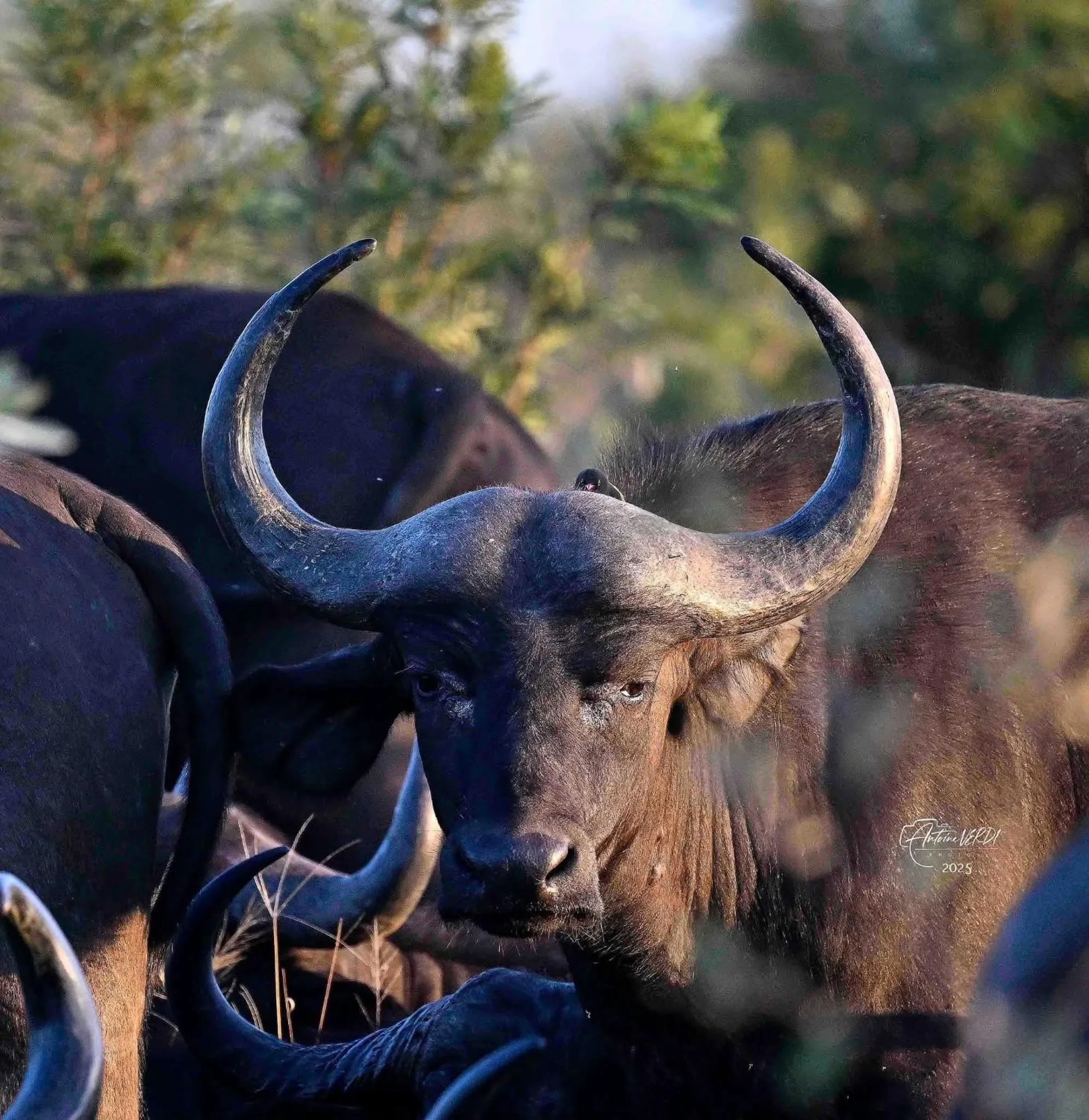 Hoedspruit Raptors Lodge N16