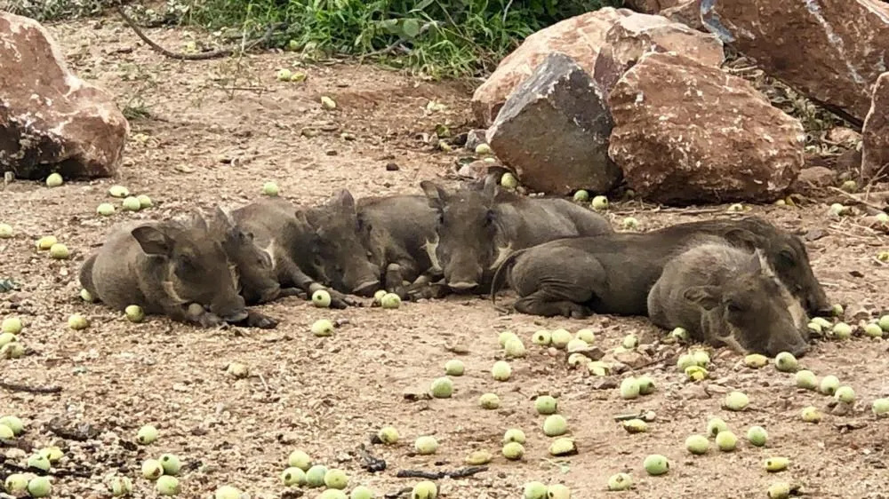 Hoedspruit Raptors Lodge N16