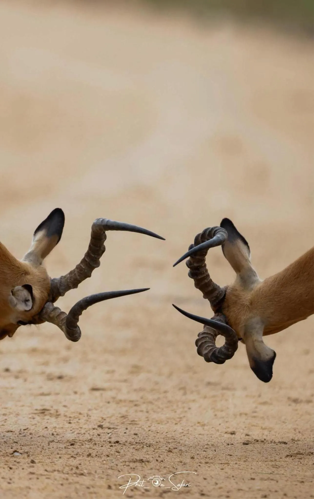 Hoedspruit Raptors Lodge N16