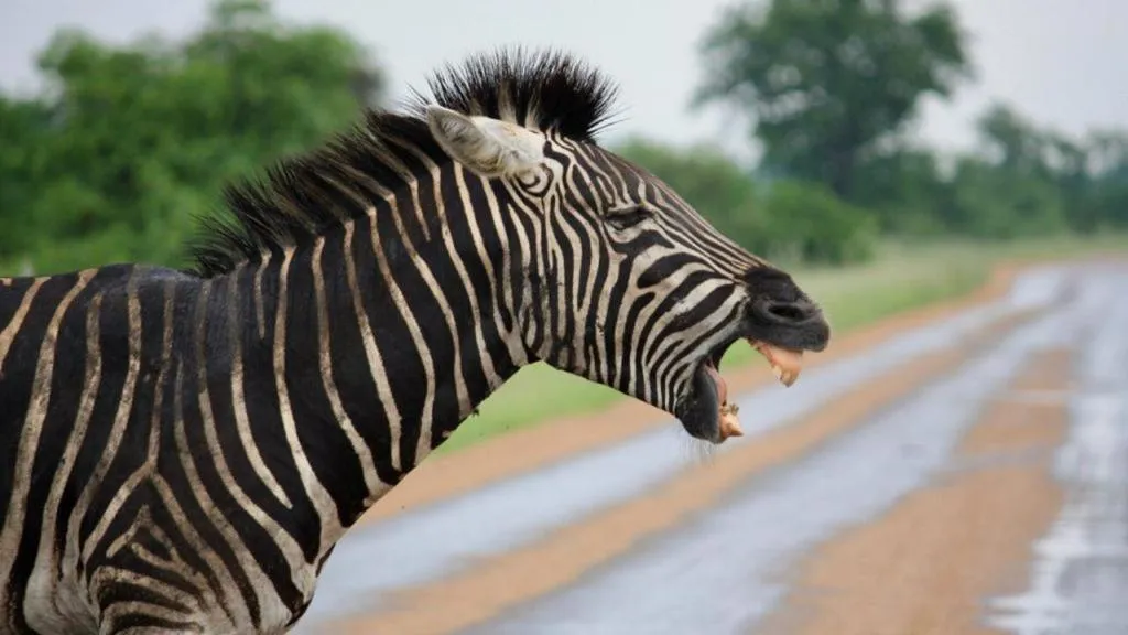 Hoedspruit Raptors Lodge N16