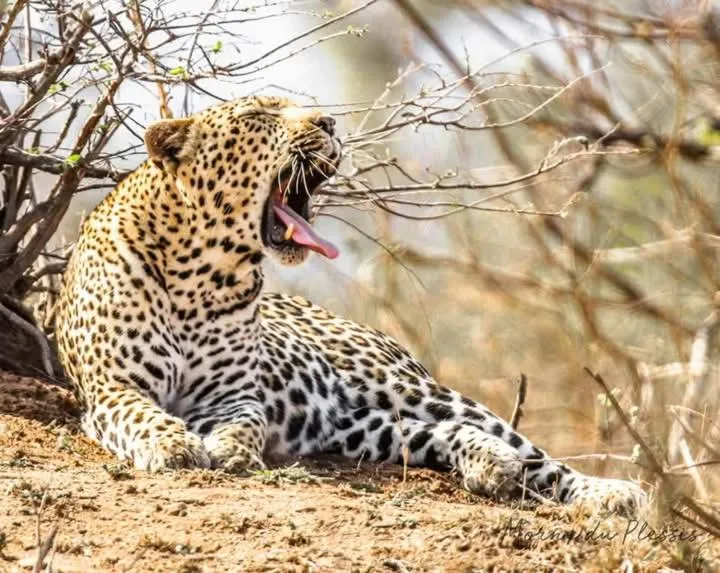 Hoedspruit Raptors Lodge N16