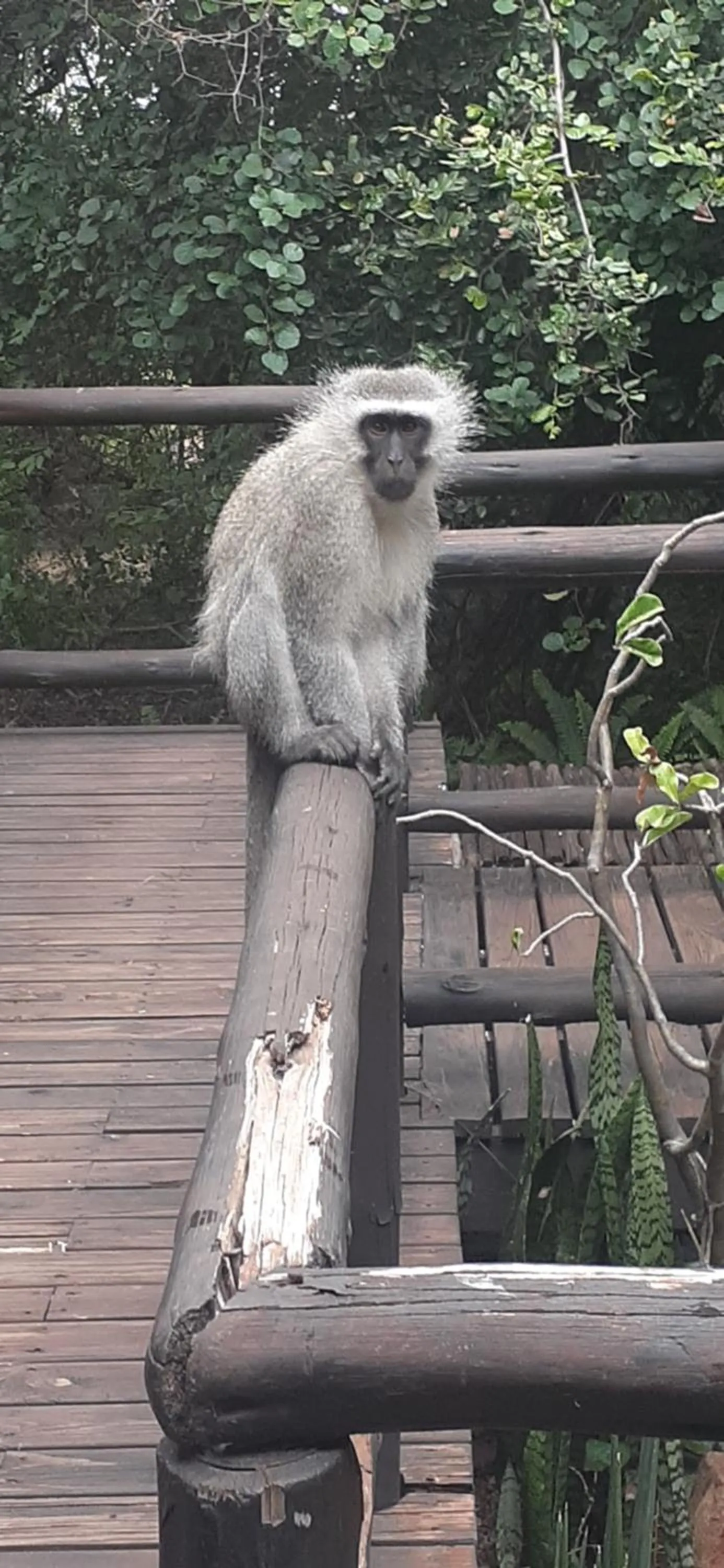 Property building in Hoedspruit Raptors Lodge N16