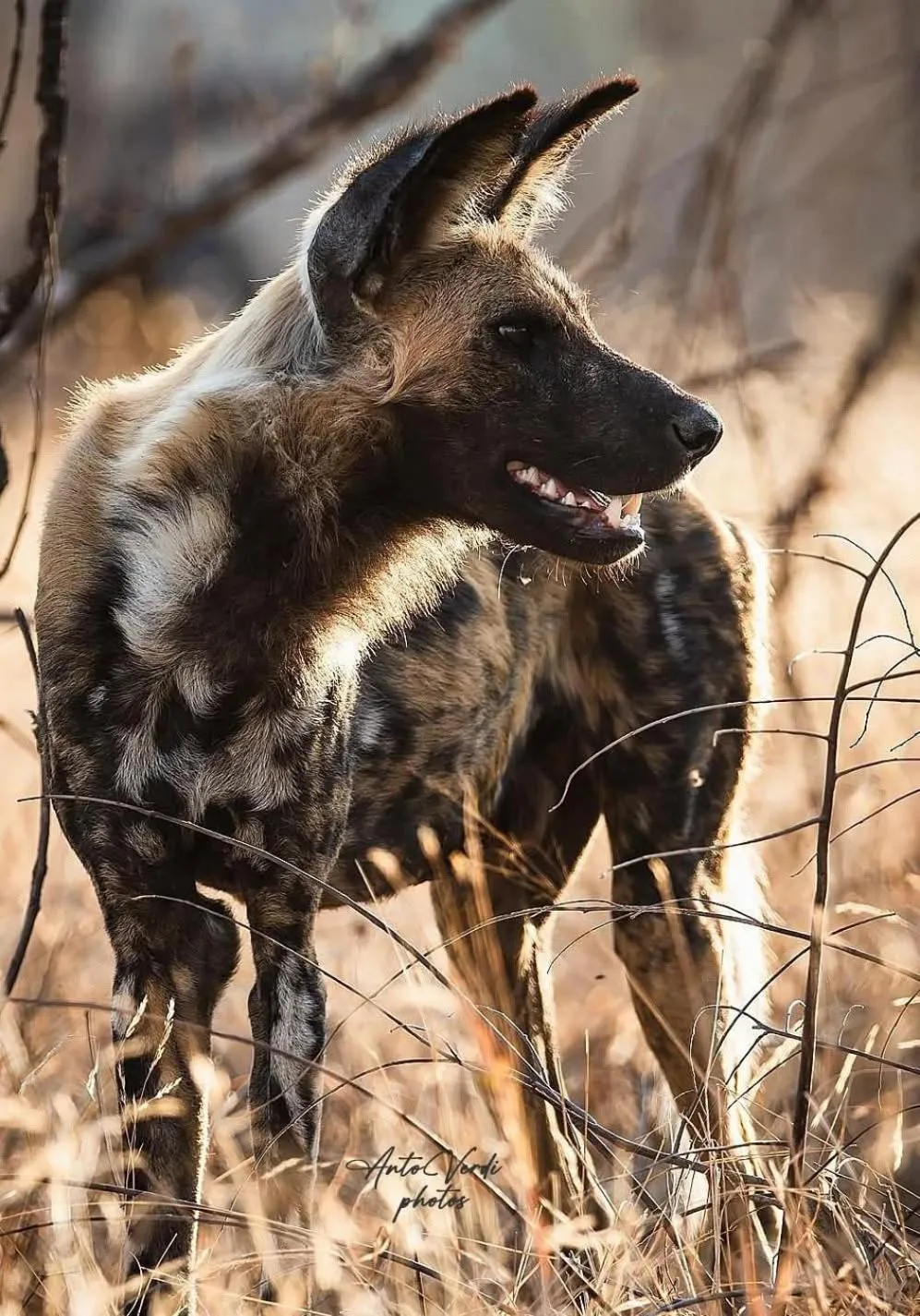 Hoedspruit Raptors Lodge N16