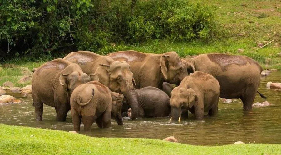 Activities in The Heights Munnar