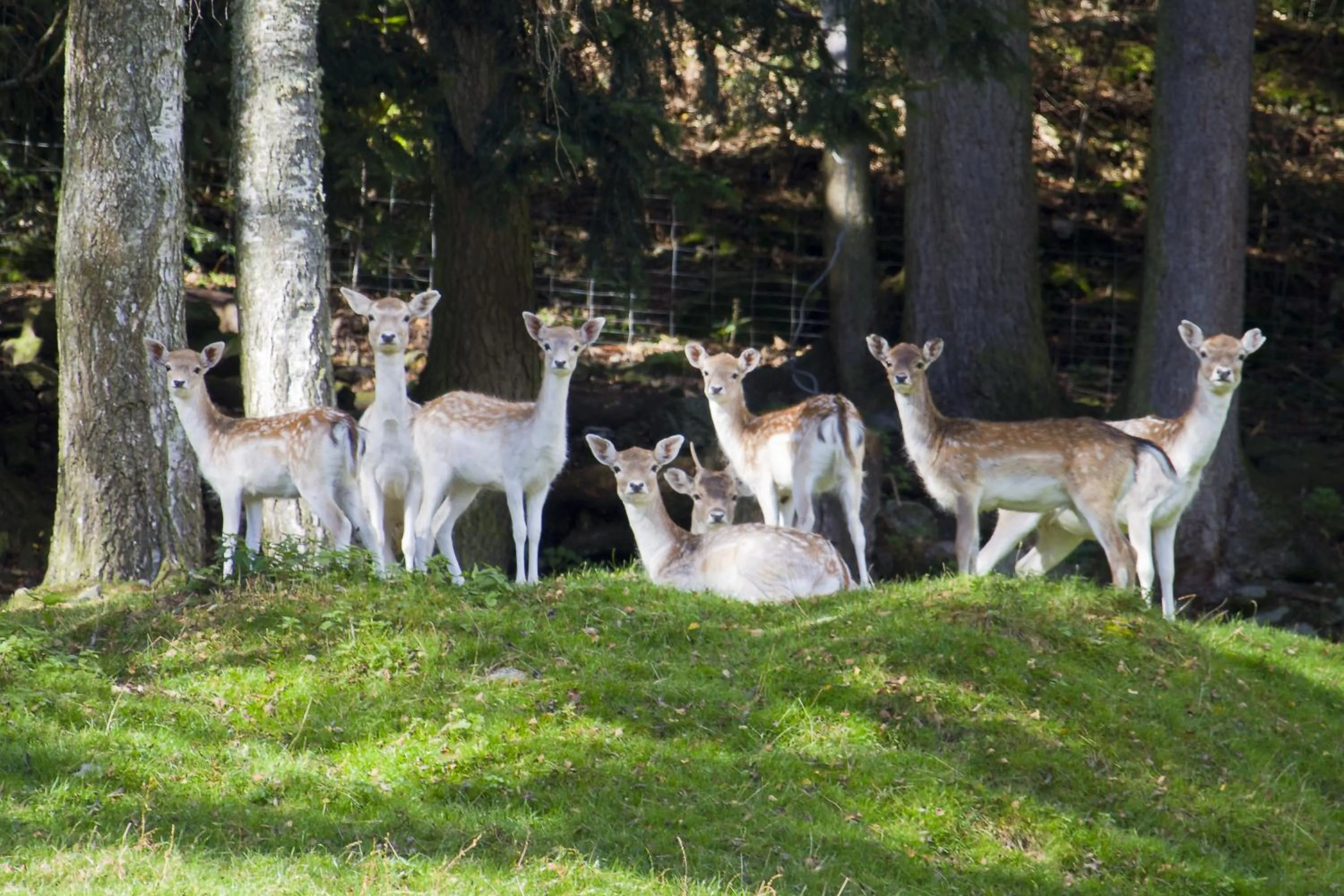Animals in Gasthof zur Post