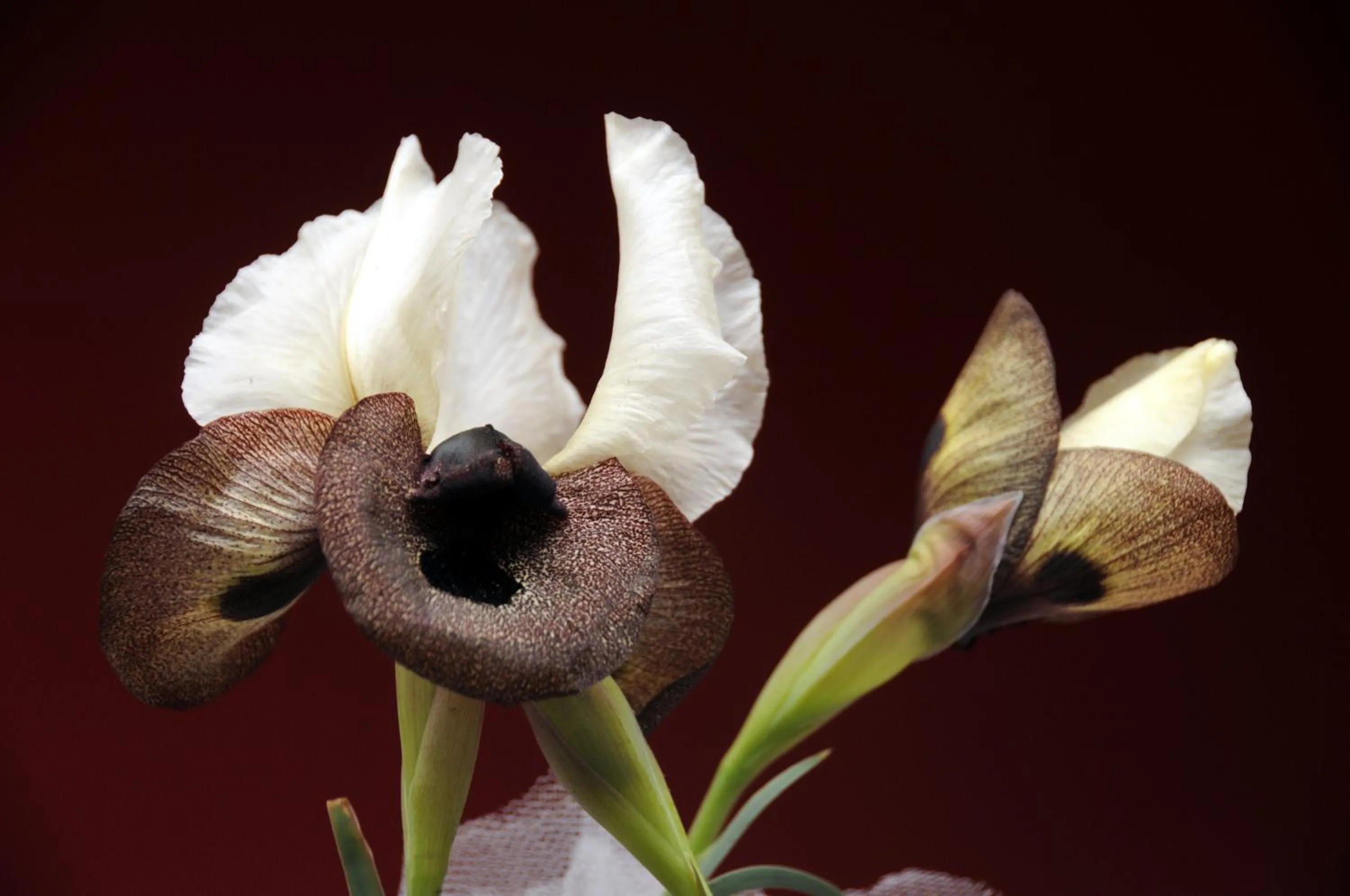 Garden in Tehran Boutique Hotel