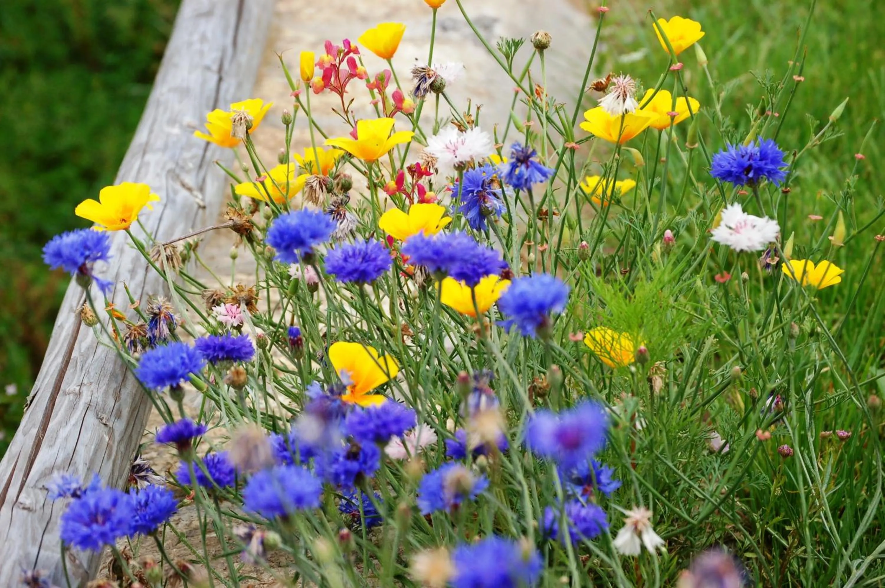 Garden in Matějovec38
