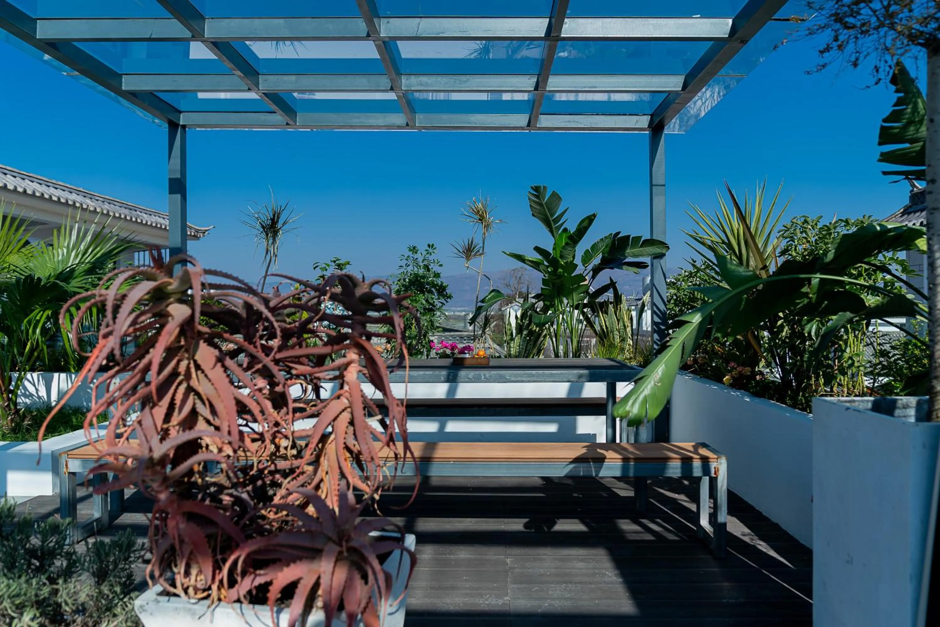 Day in Wuyi Whispering Maple