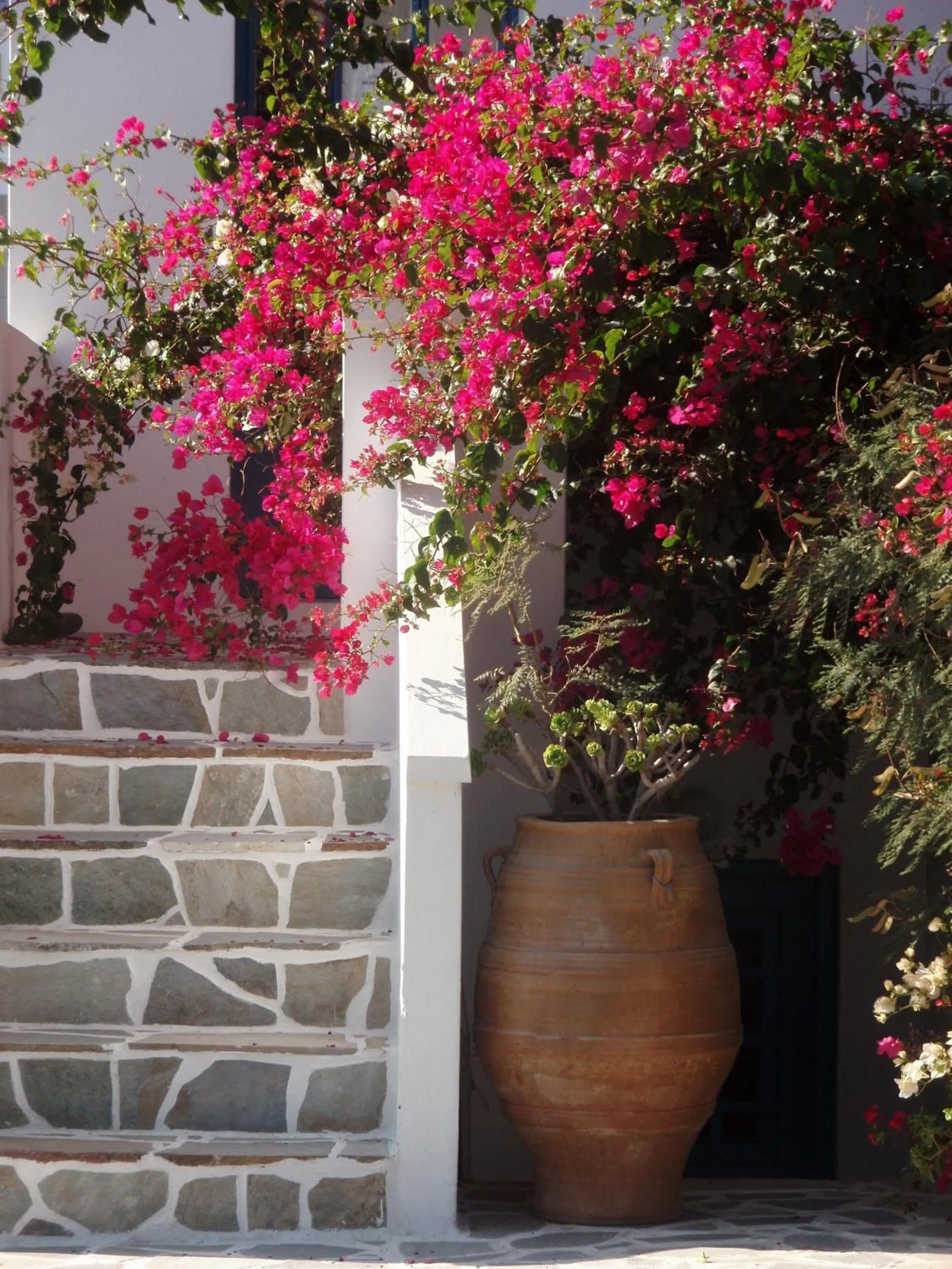 Garden in Hotel Matina