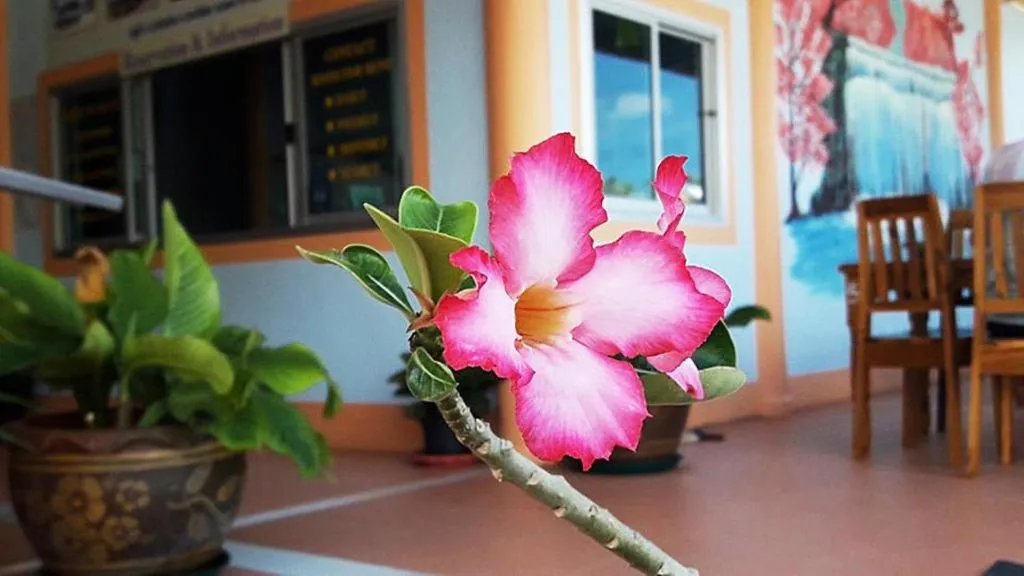 Day in Peace Lanta Mansion