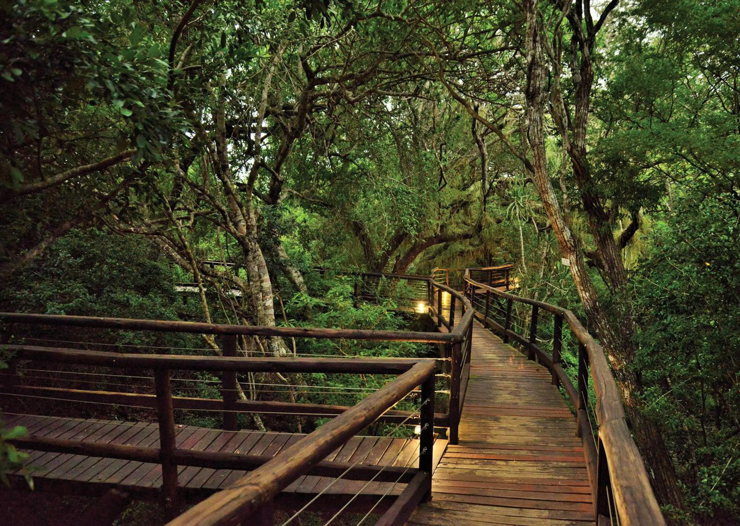 Spring in Malkoha Lake St Lucia