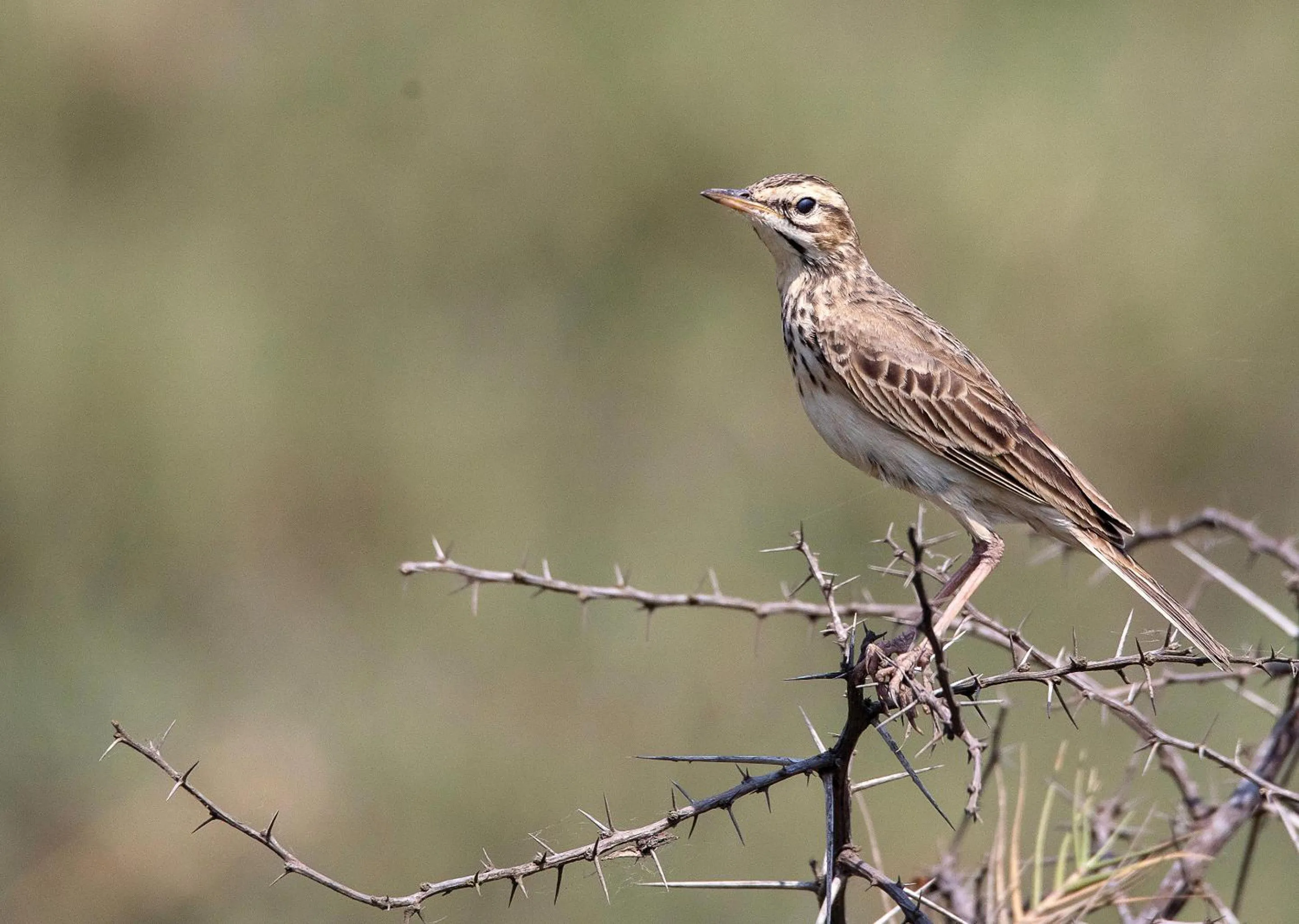 Day in Malkoha Lake St Lucia