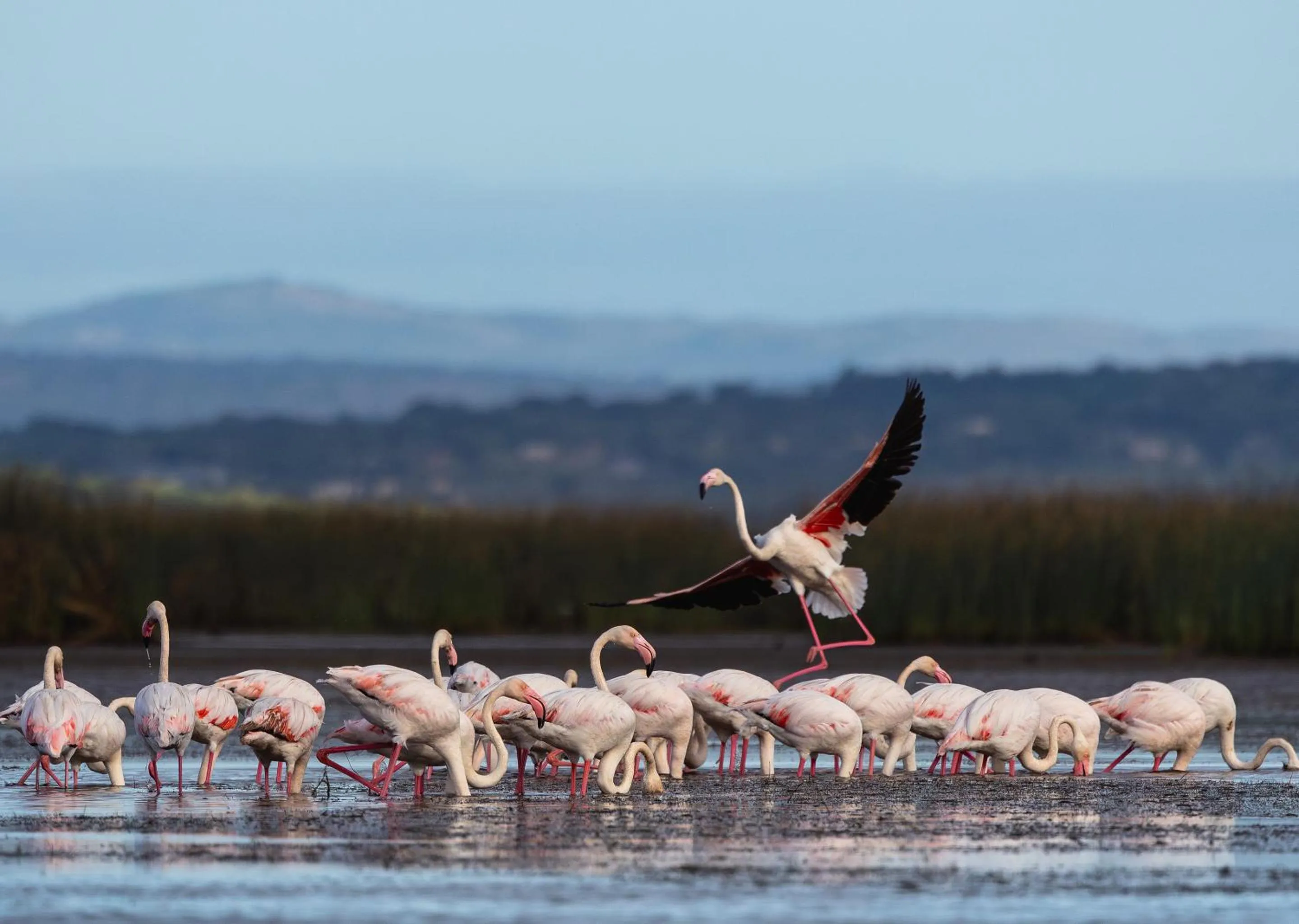 Day in Malkoha Lake St Lucia