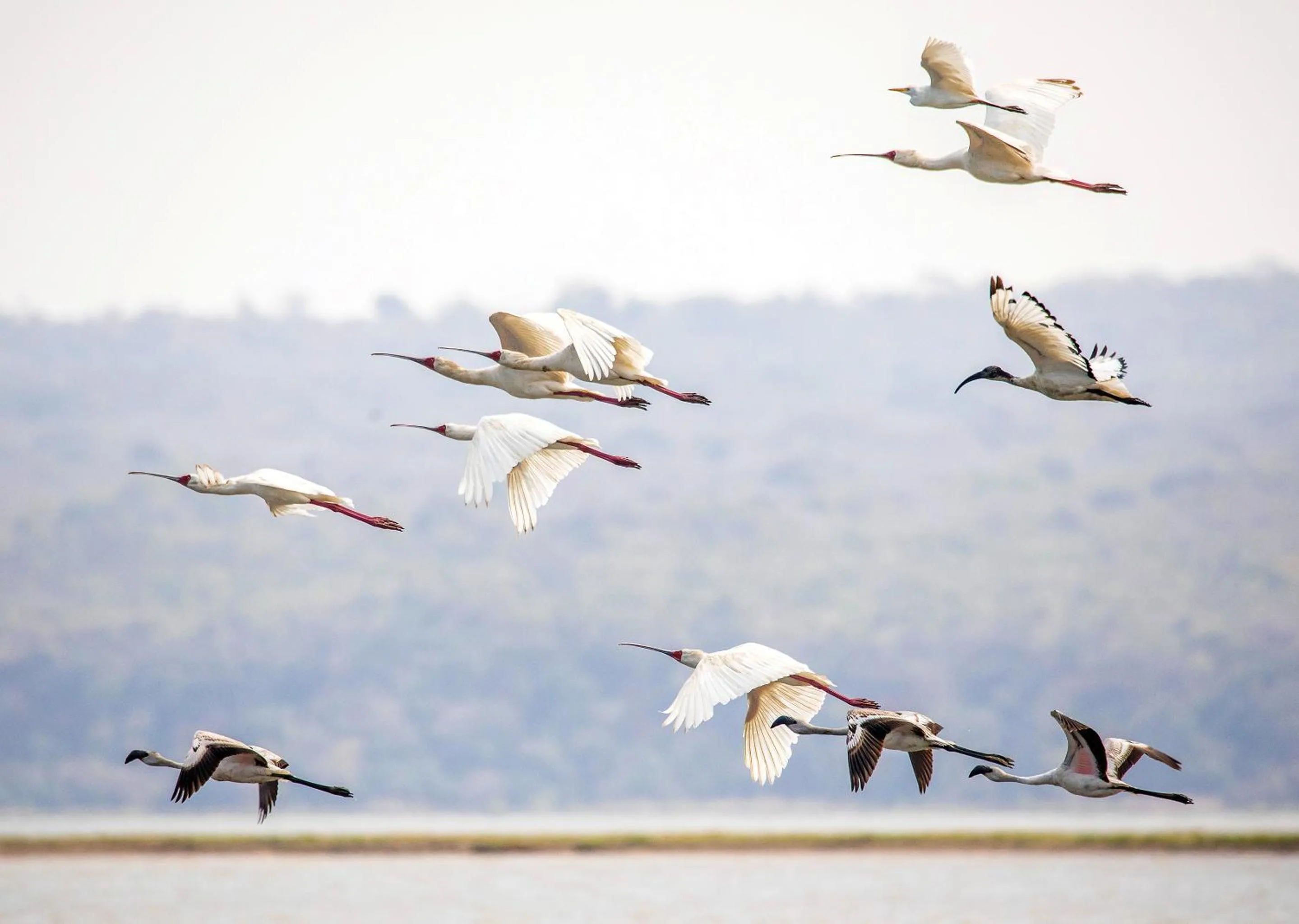 Day in Malkoha Lake St Lucia