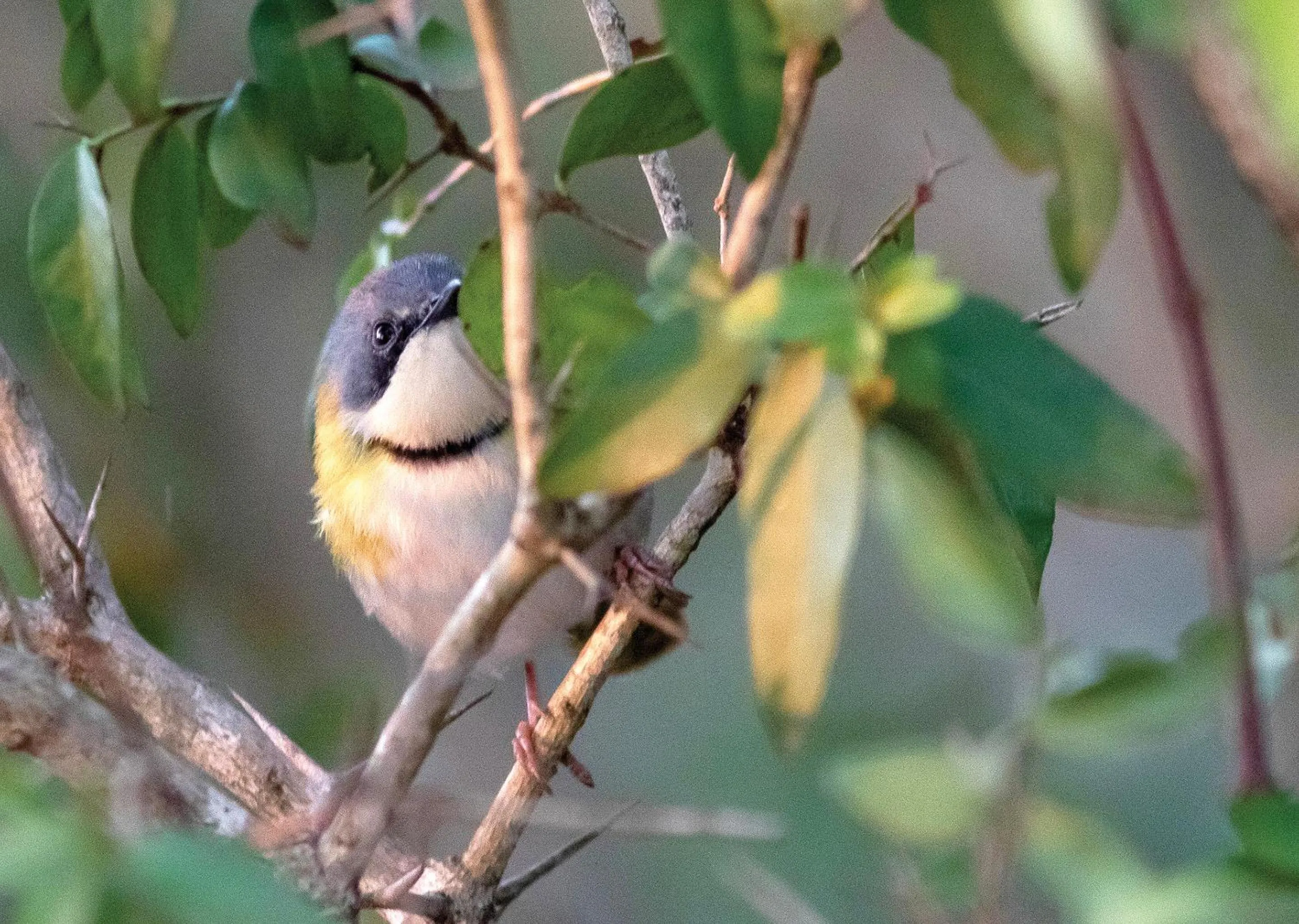 Day in Malkoha Lake St Lucia