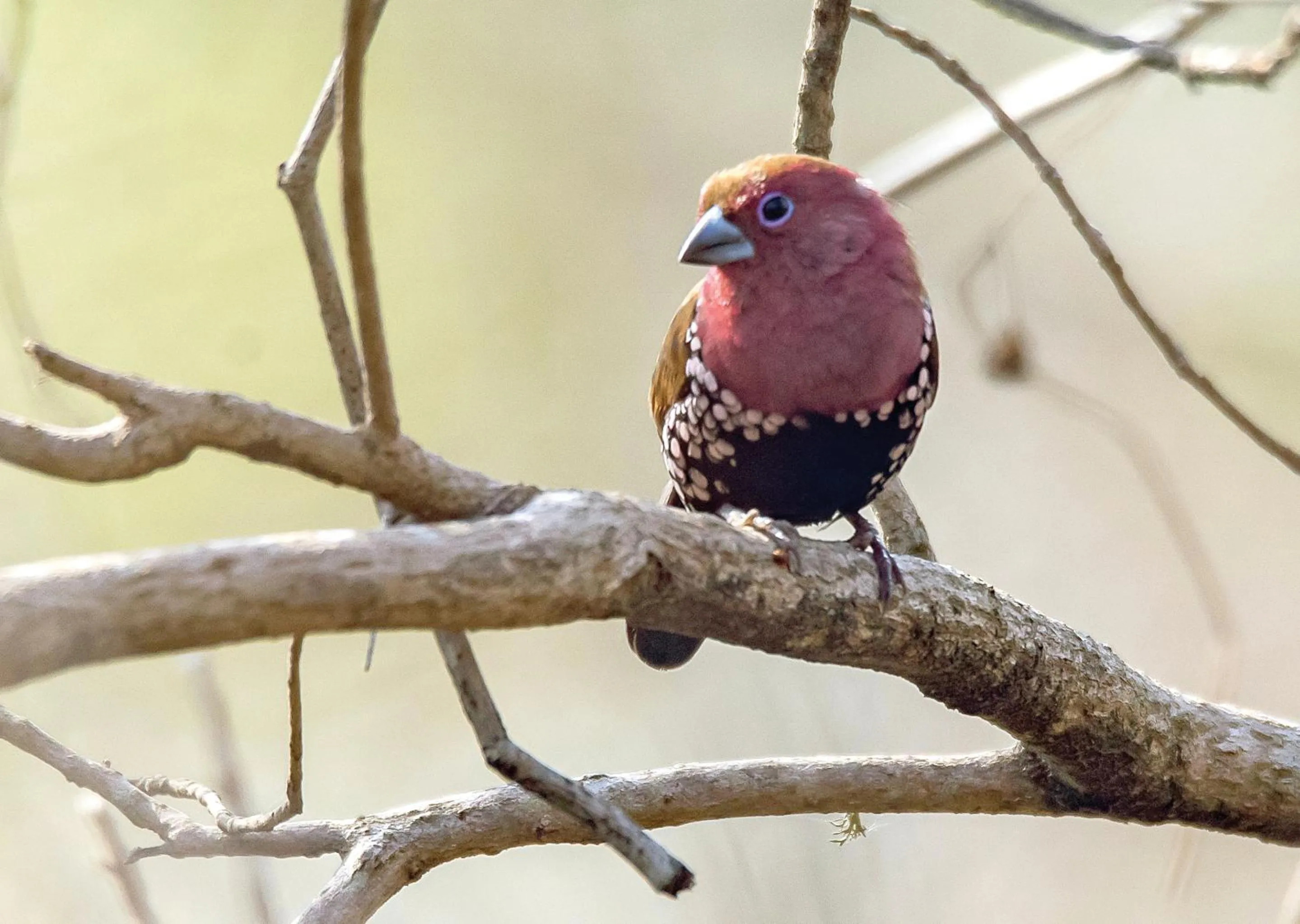 Day in Malkoha Lake St Lucia