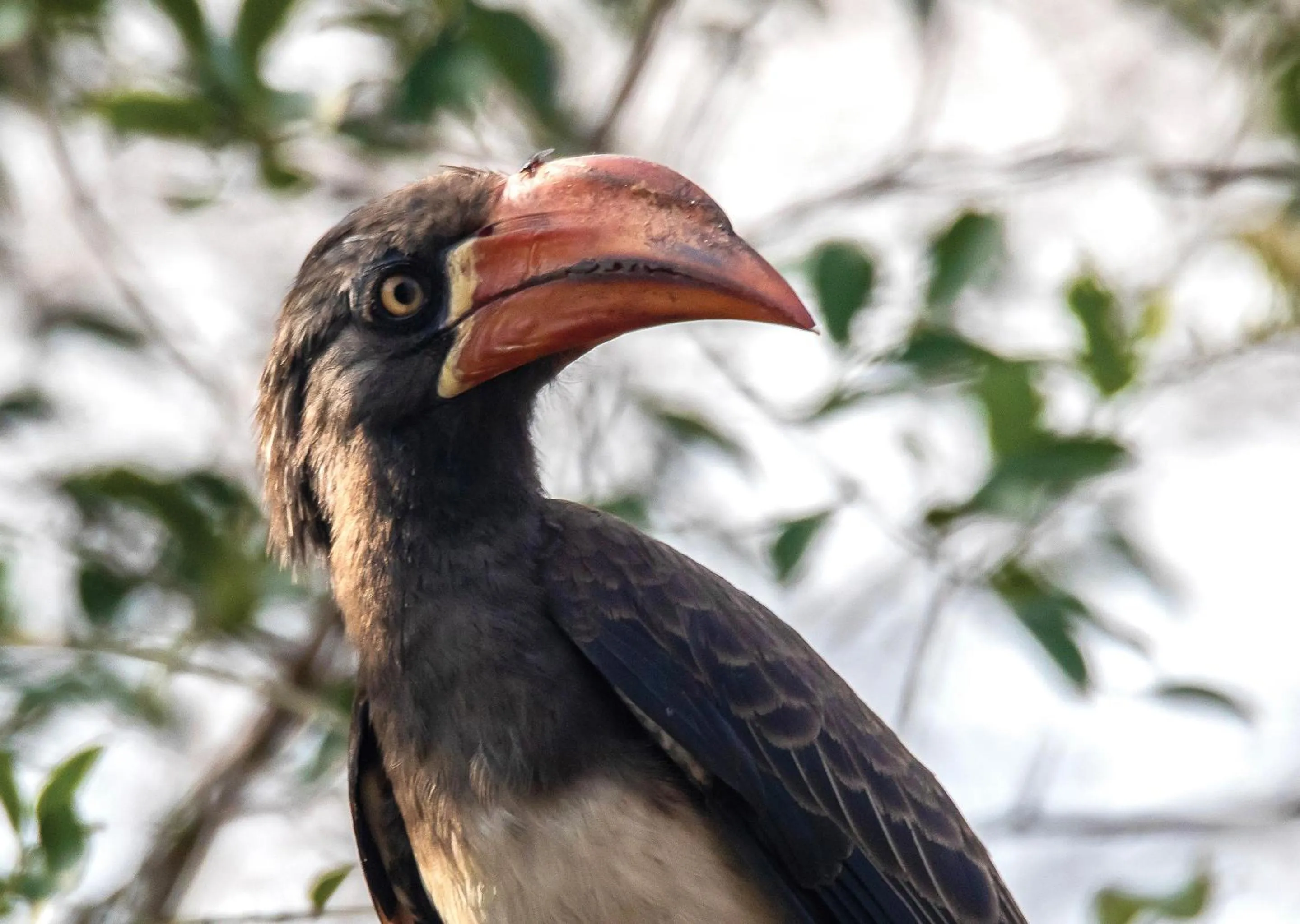 Animals in Malkoha Lake St Lucia