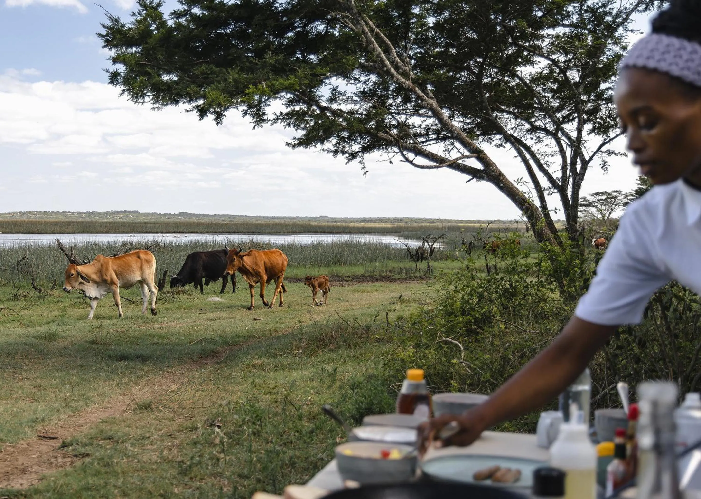 Day in Malkoha Lake St Lucia