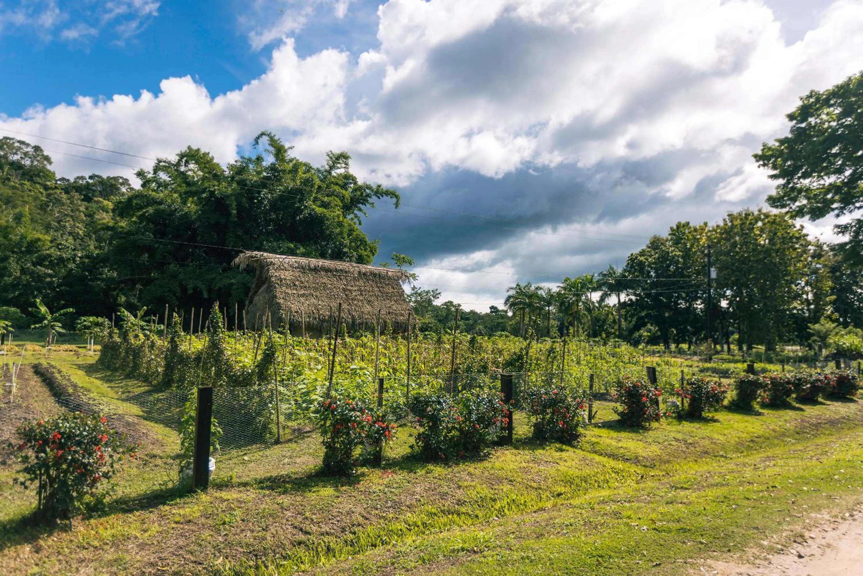 Natural landscape in Copal Tree Lodge a Muy'Ono Resort