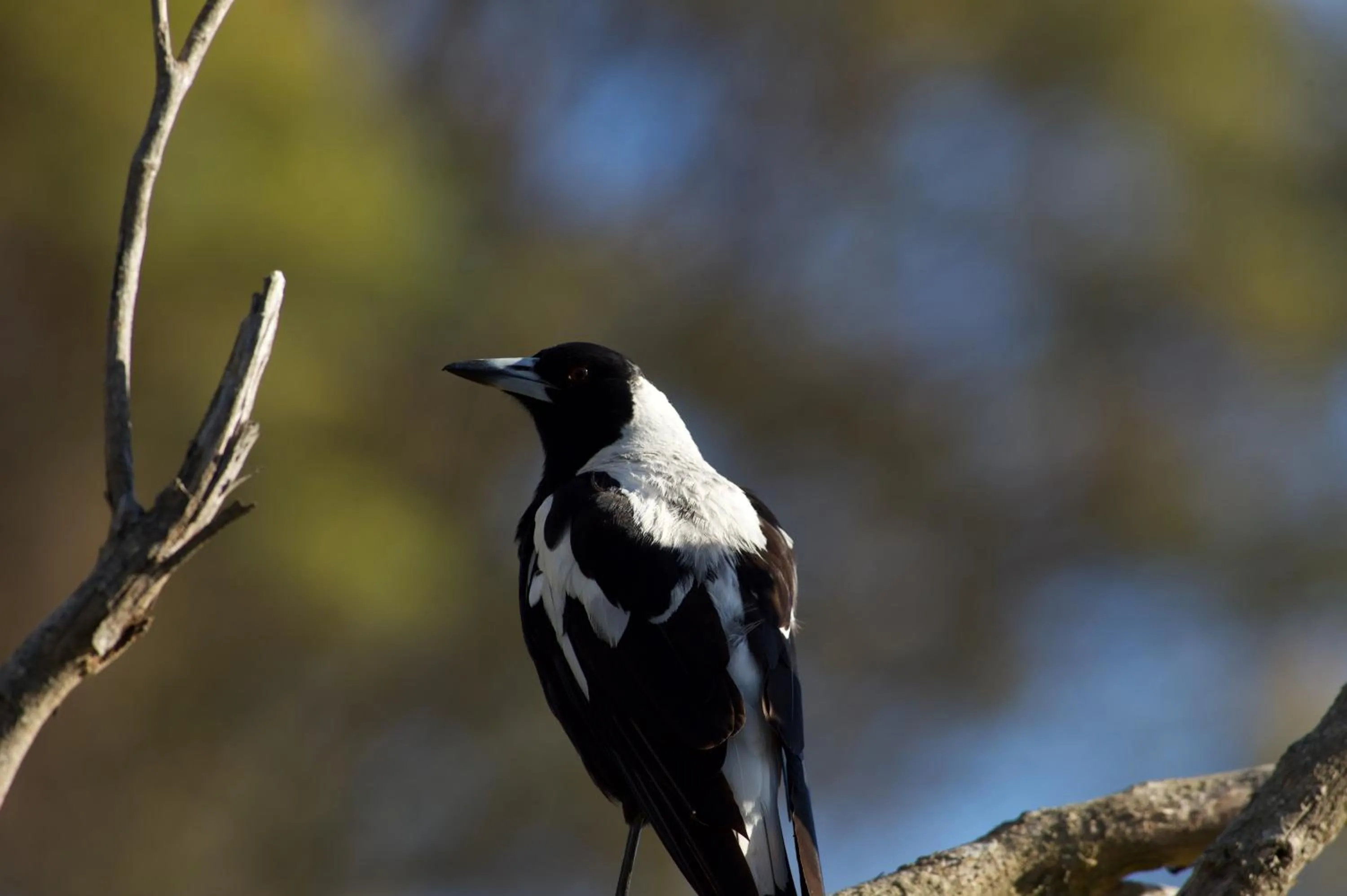Pelican Point Sanctuary