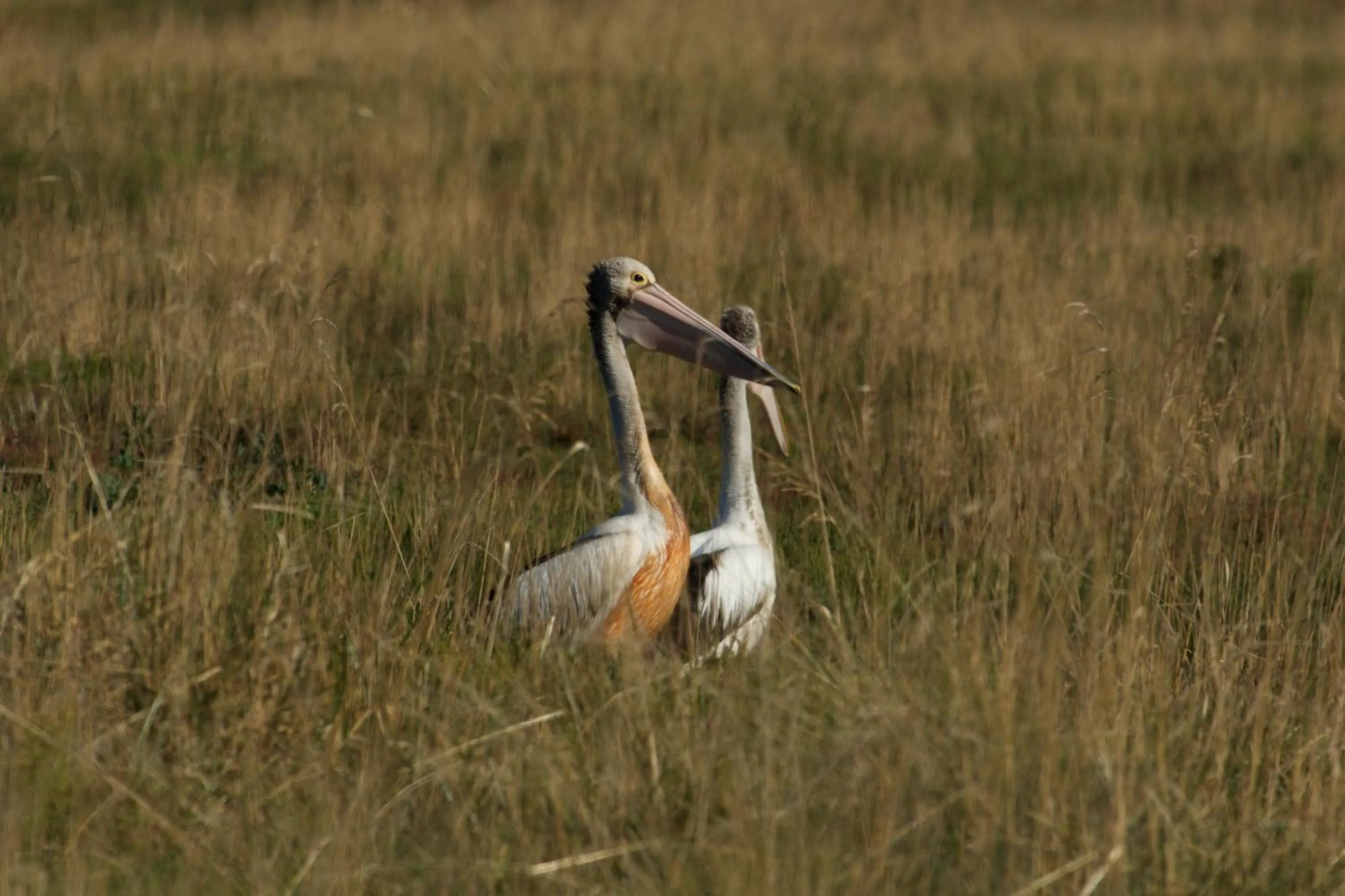 Pelican Point Sanctuary