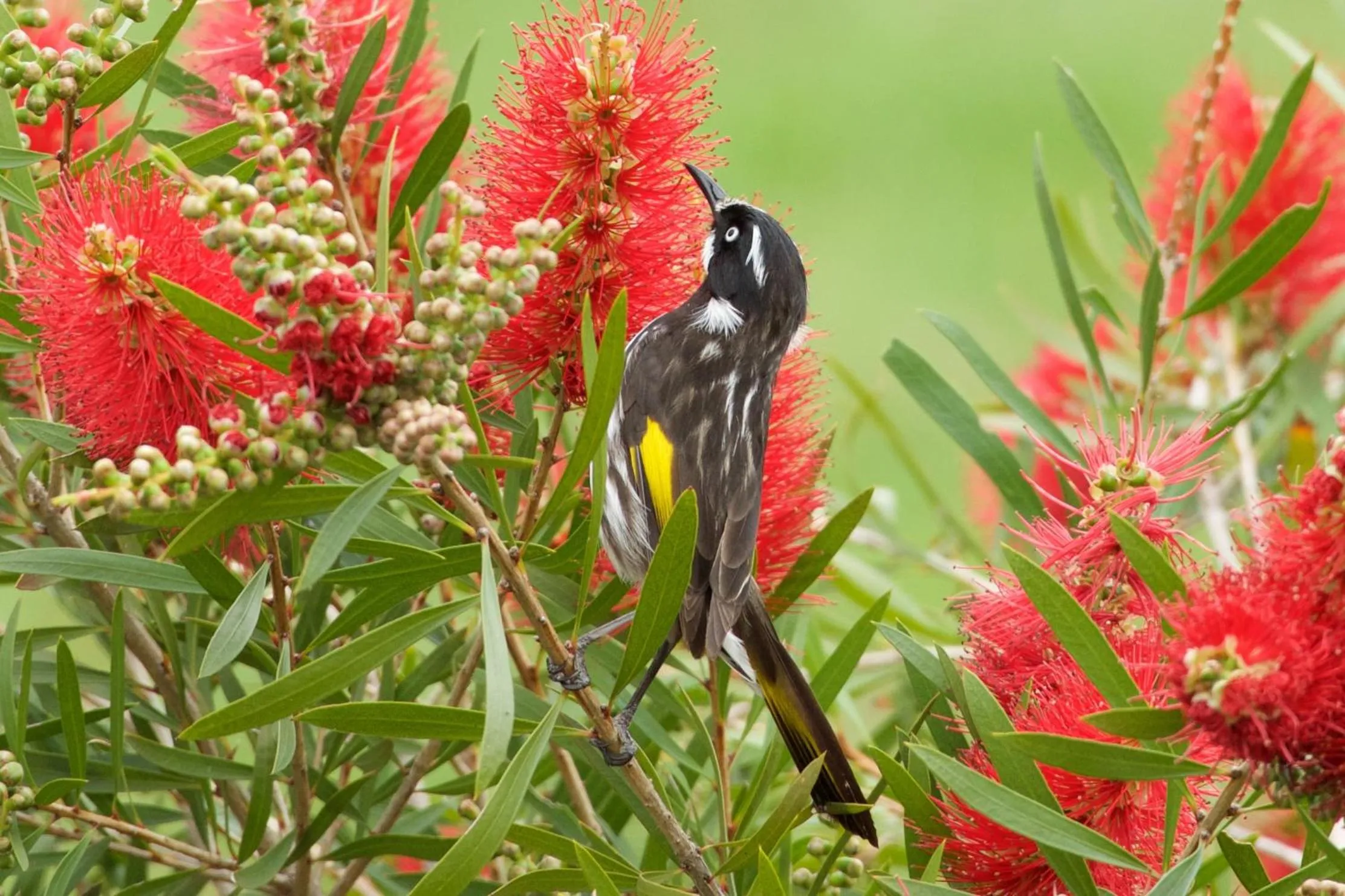 Pelican Point Sanctuary