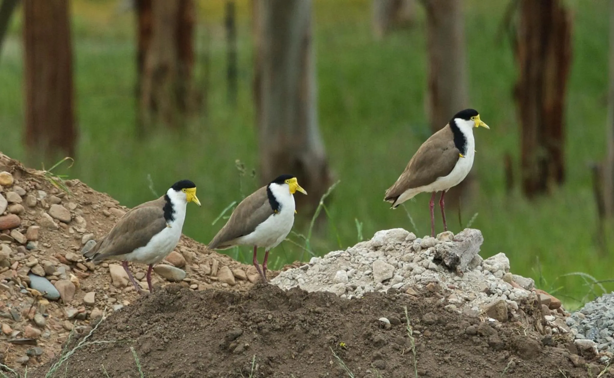 Pelican Point Sanctuary
