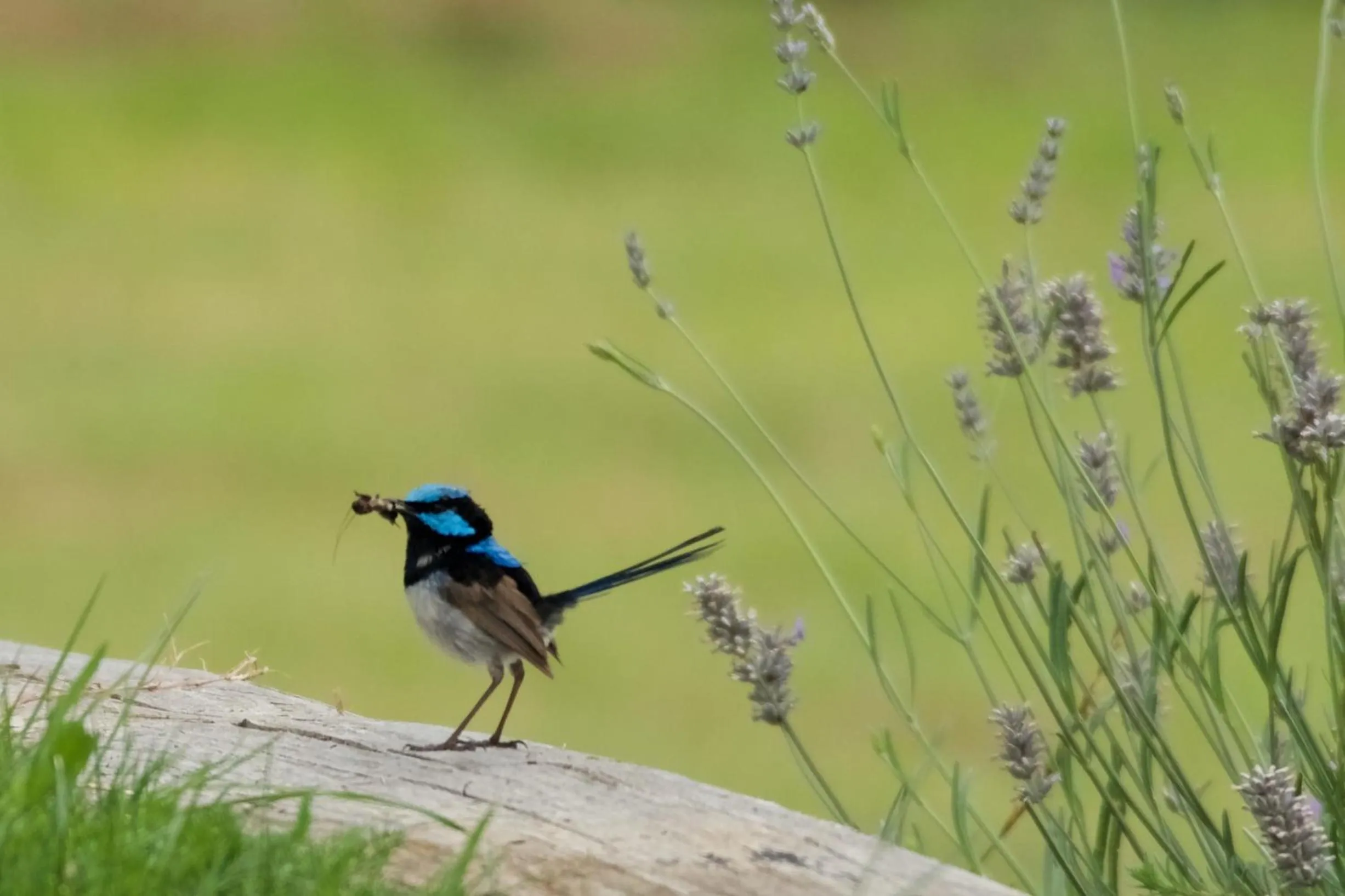 Pelican Point Sanctuary