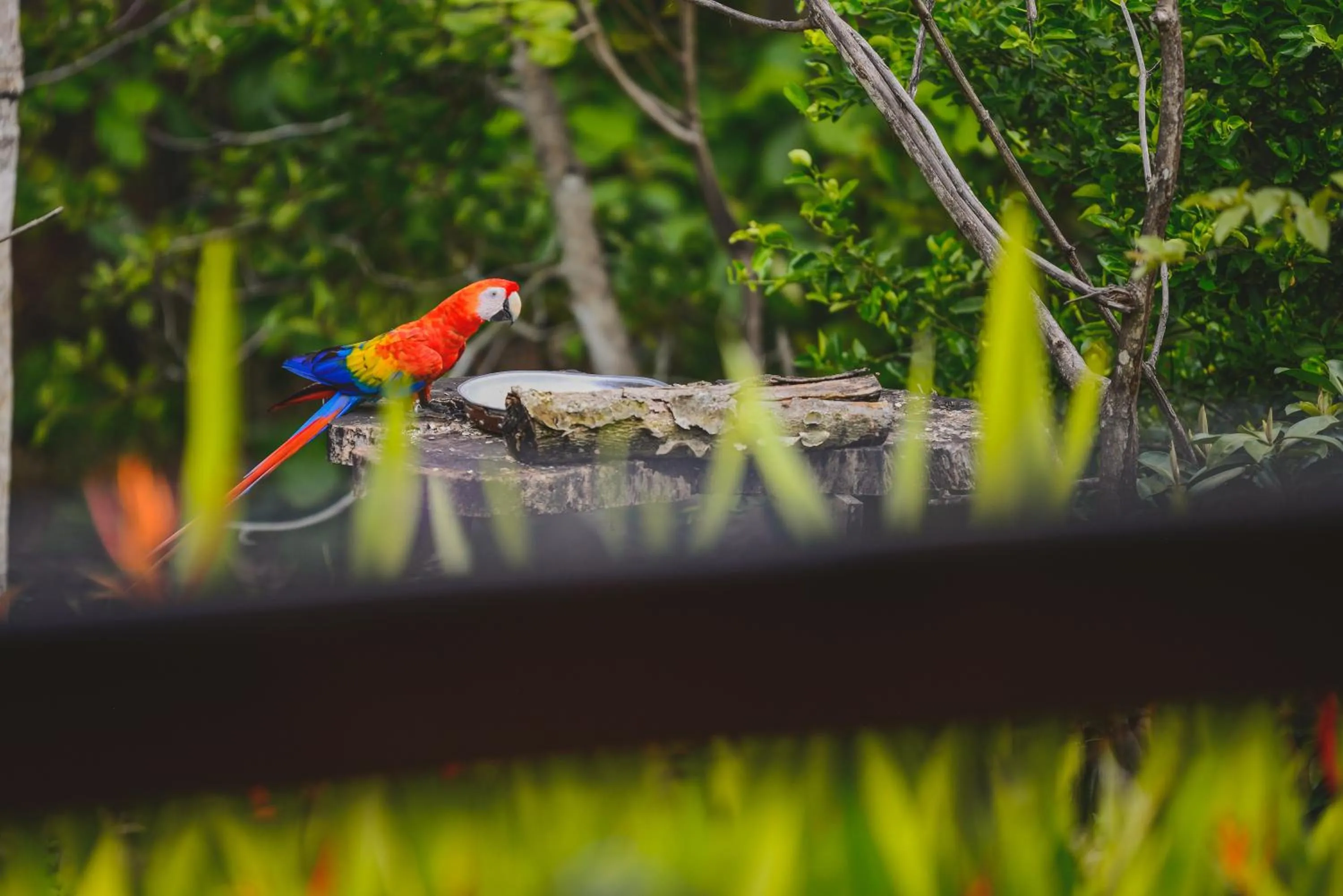 Animals in Hotel Cerro Lodge