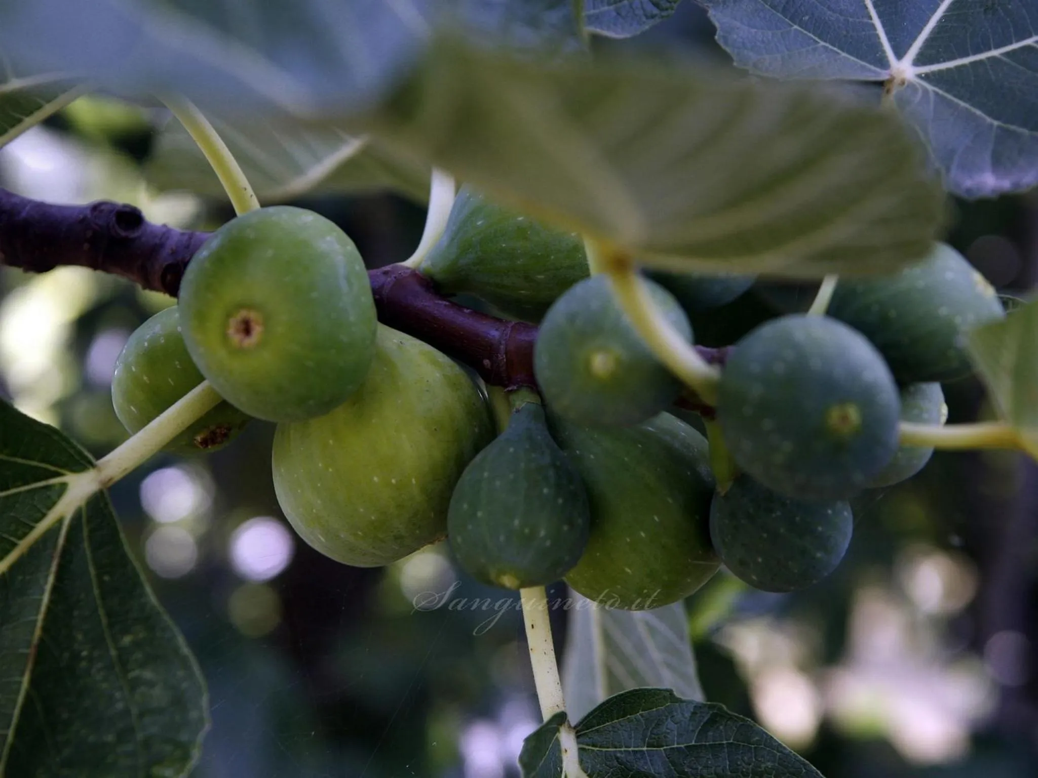 Other in Agriturismo Sanguineto
