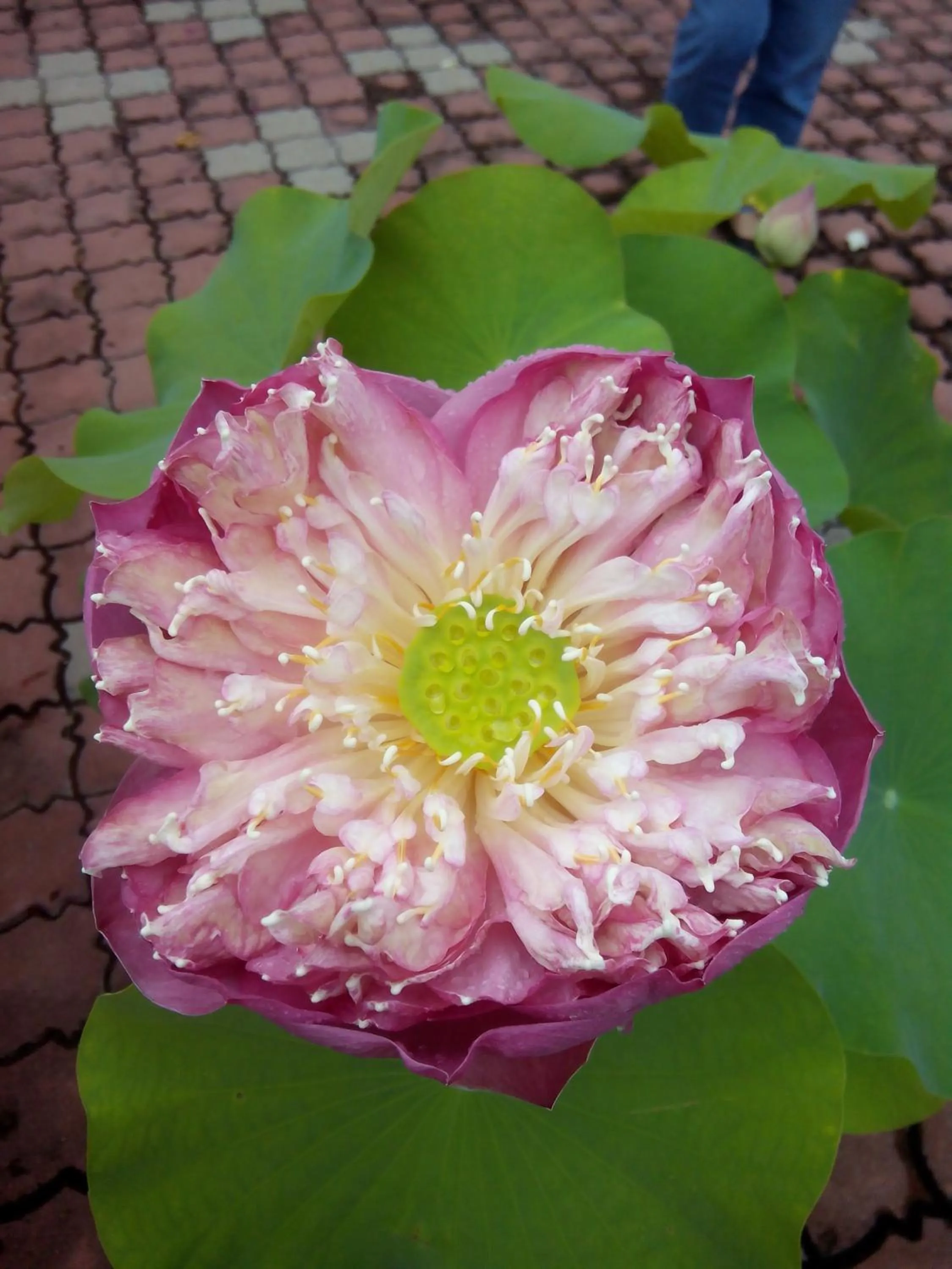 Decorative detail in Hotel Sri Garden Sdn. Bhd.