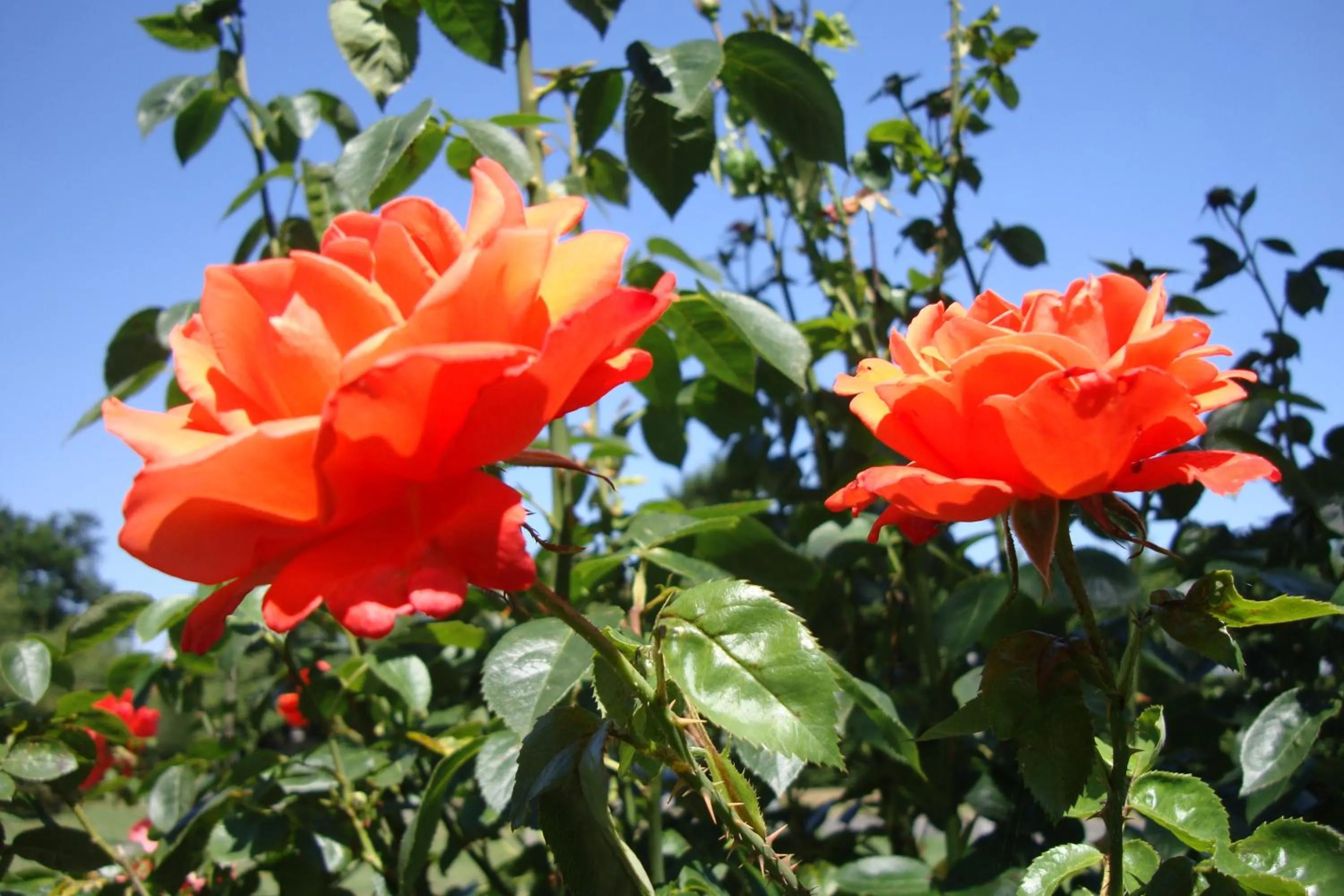 Garden in Pinfield Boutique Hotel
