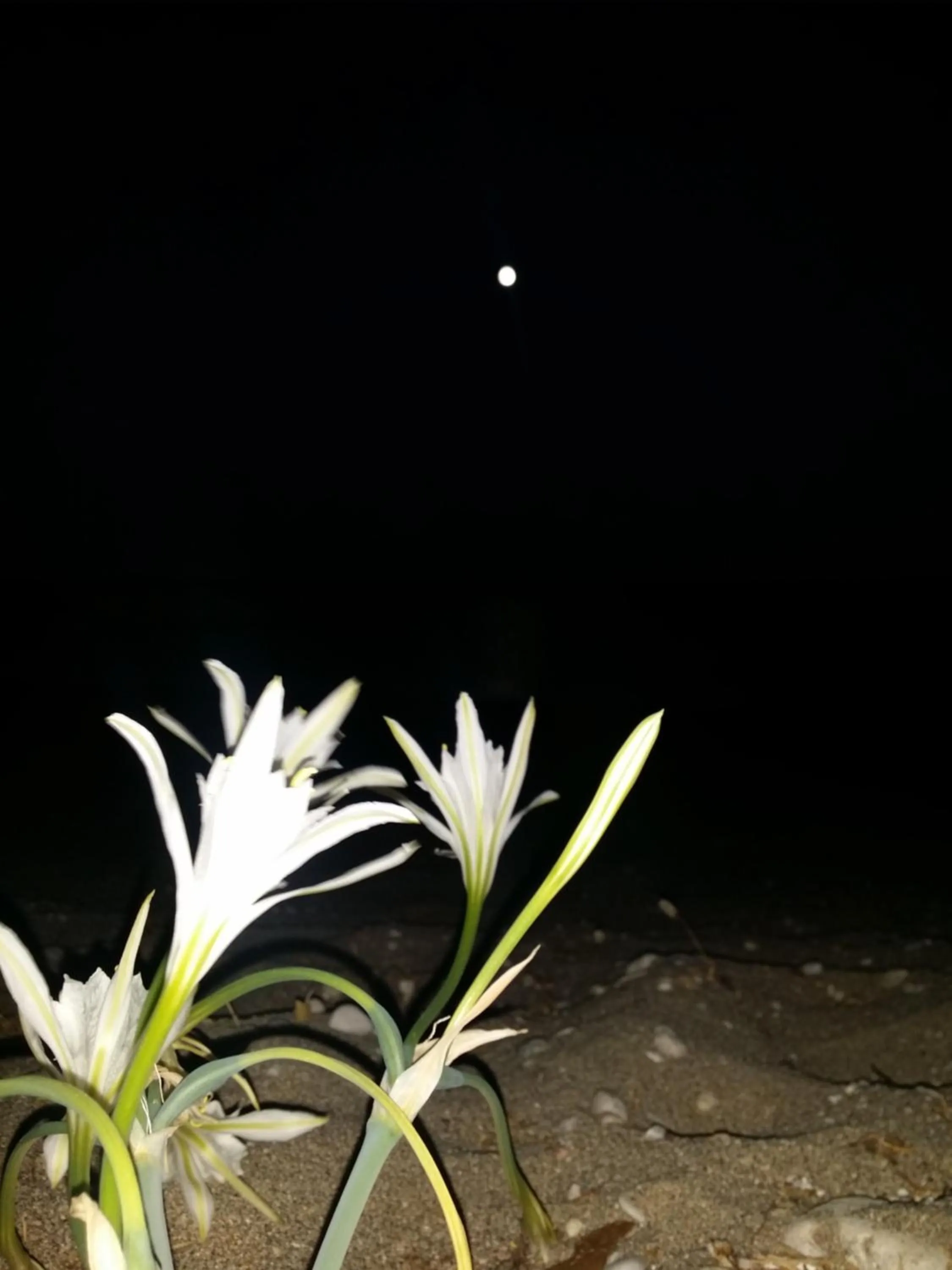 Night in Anastasia Studios, Apartments & Suites