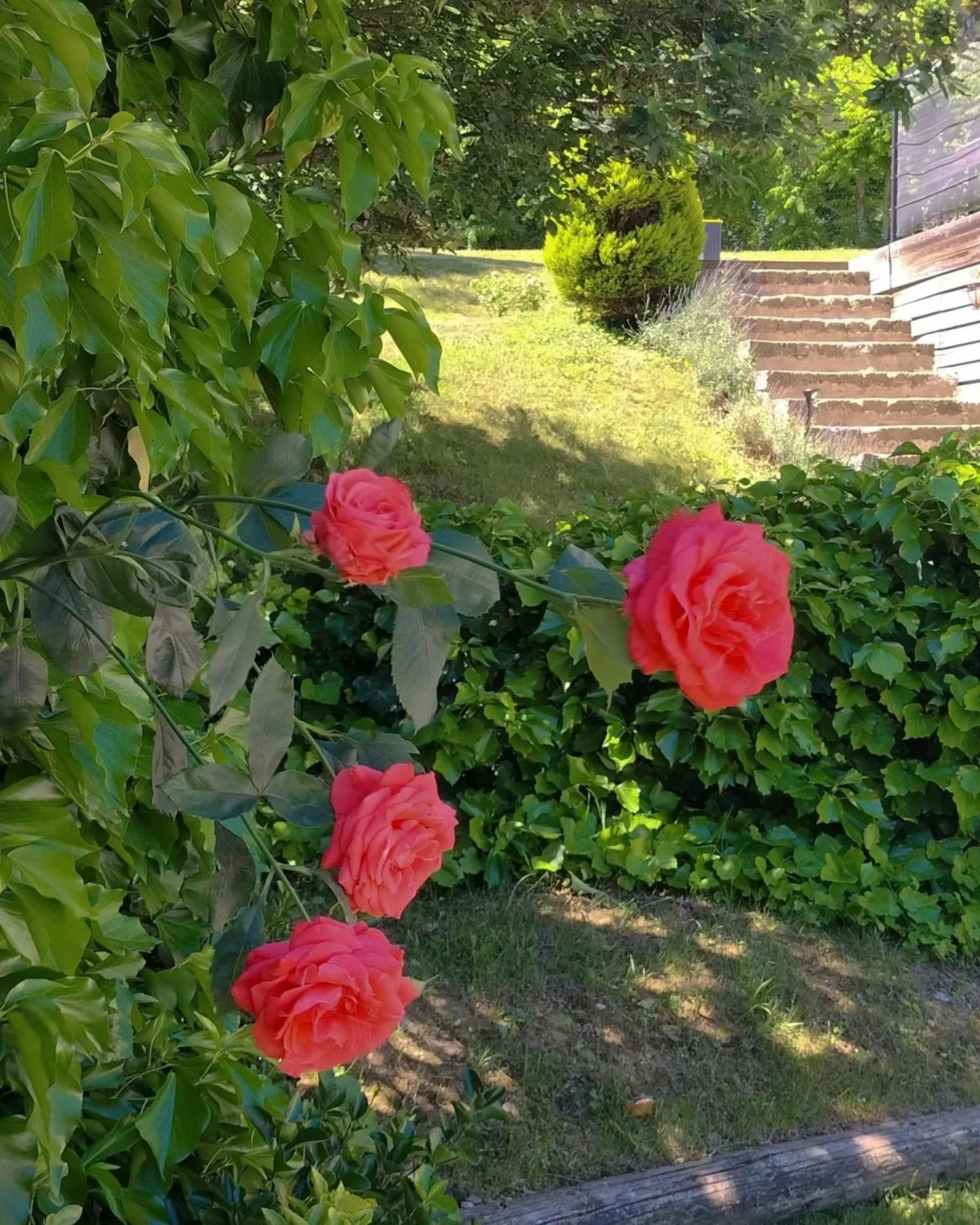 Garden view in Ca'Luna Guest House