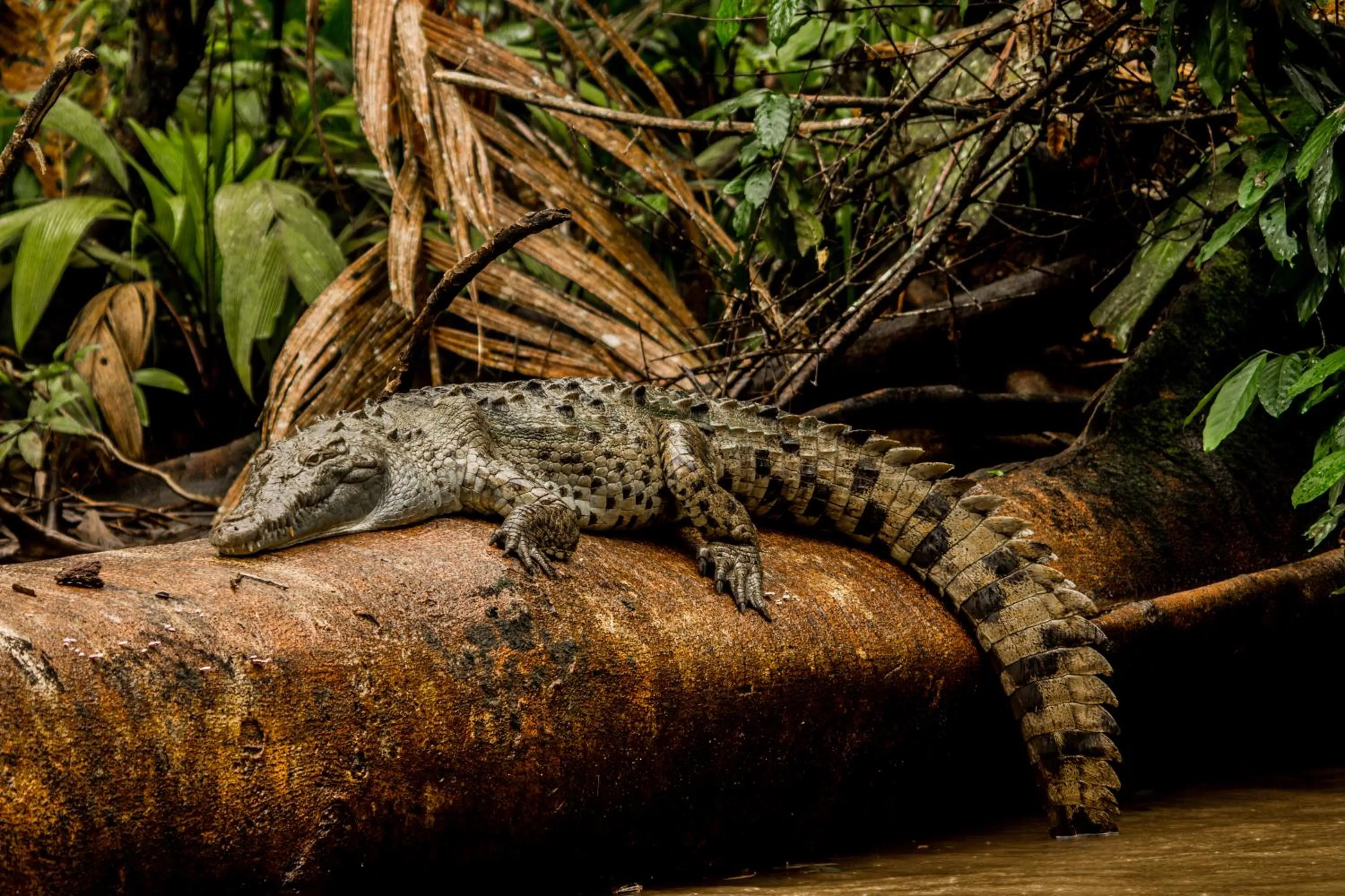 Day in Laguna Lodge Full Board