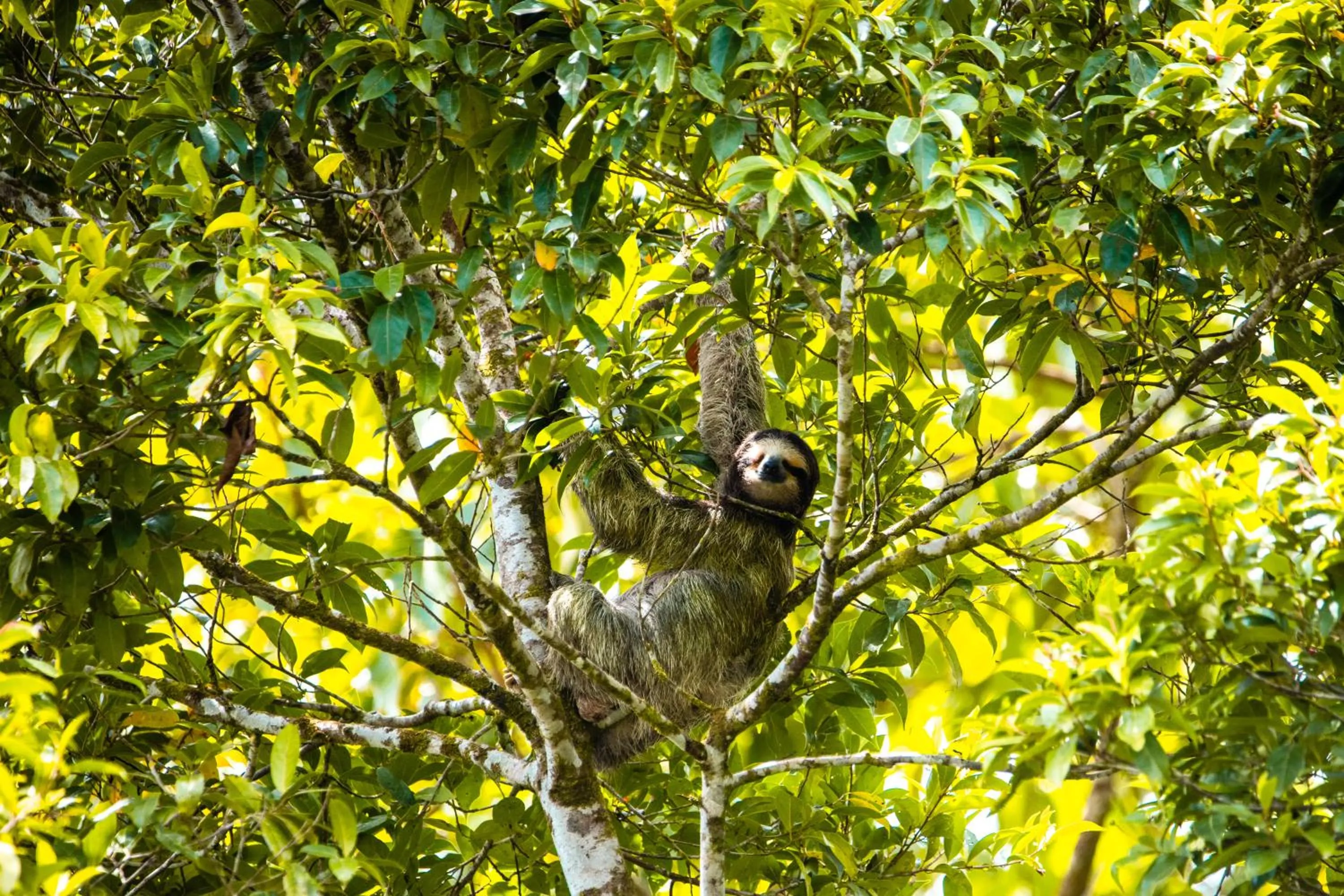 Animals in Laguna Lodge Full Board