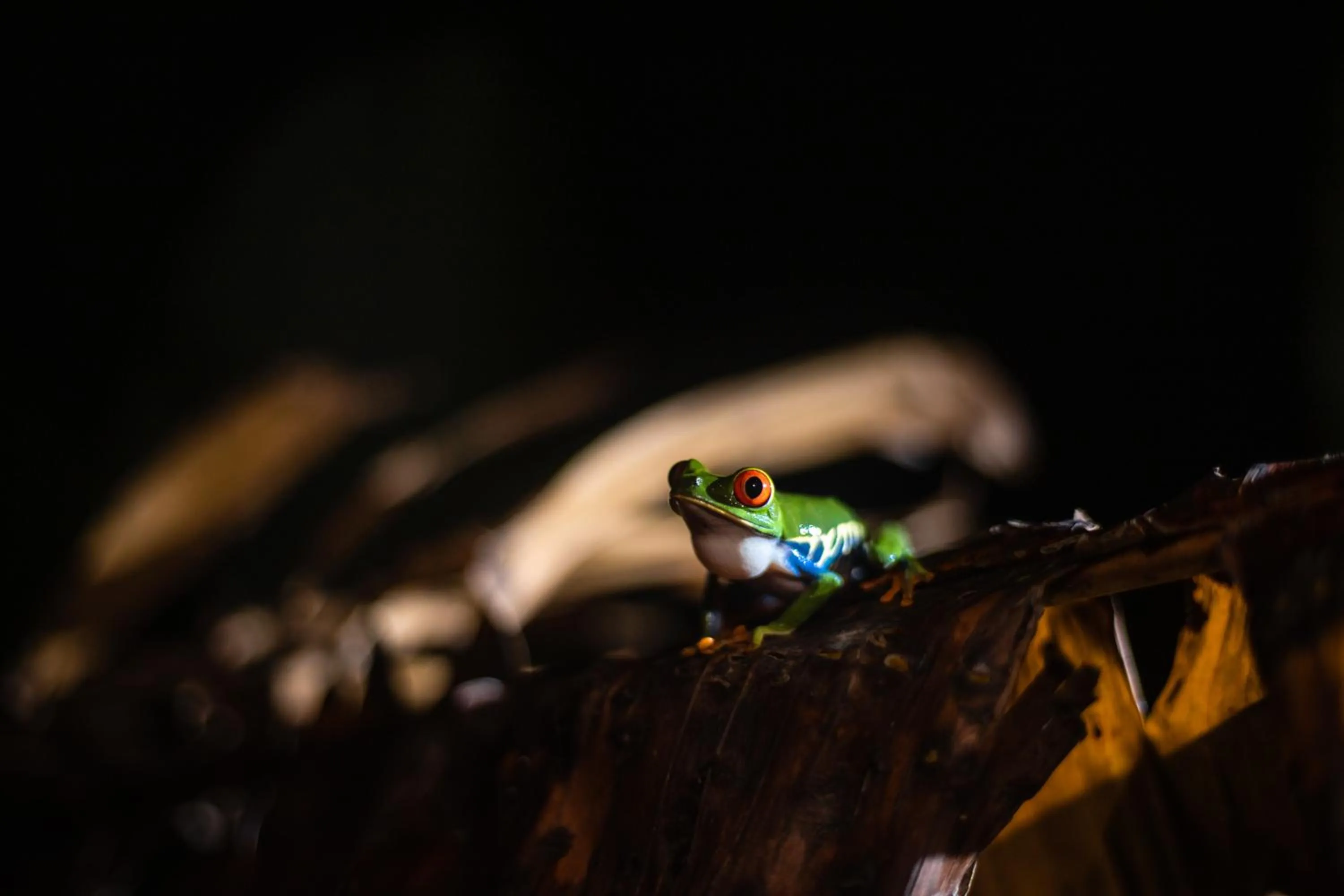 Animals in Laguna Lodge Full Board