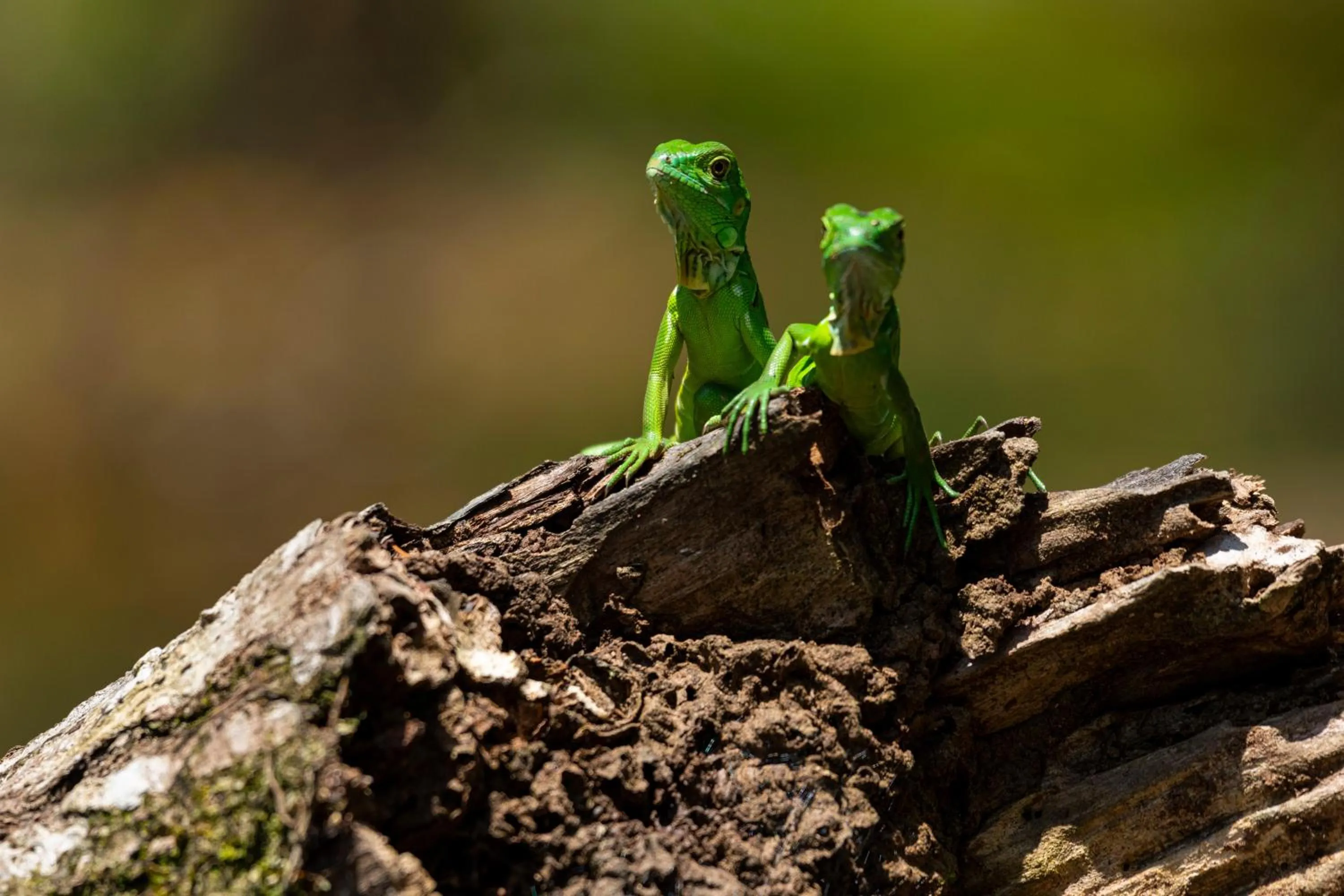 Animals in Laguna Lodge Full Board