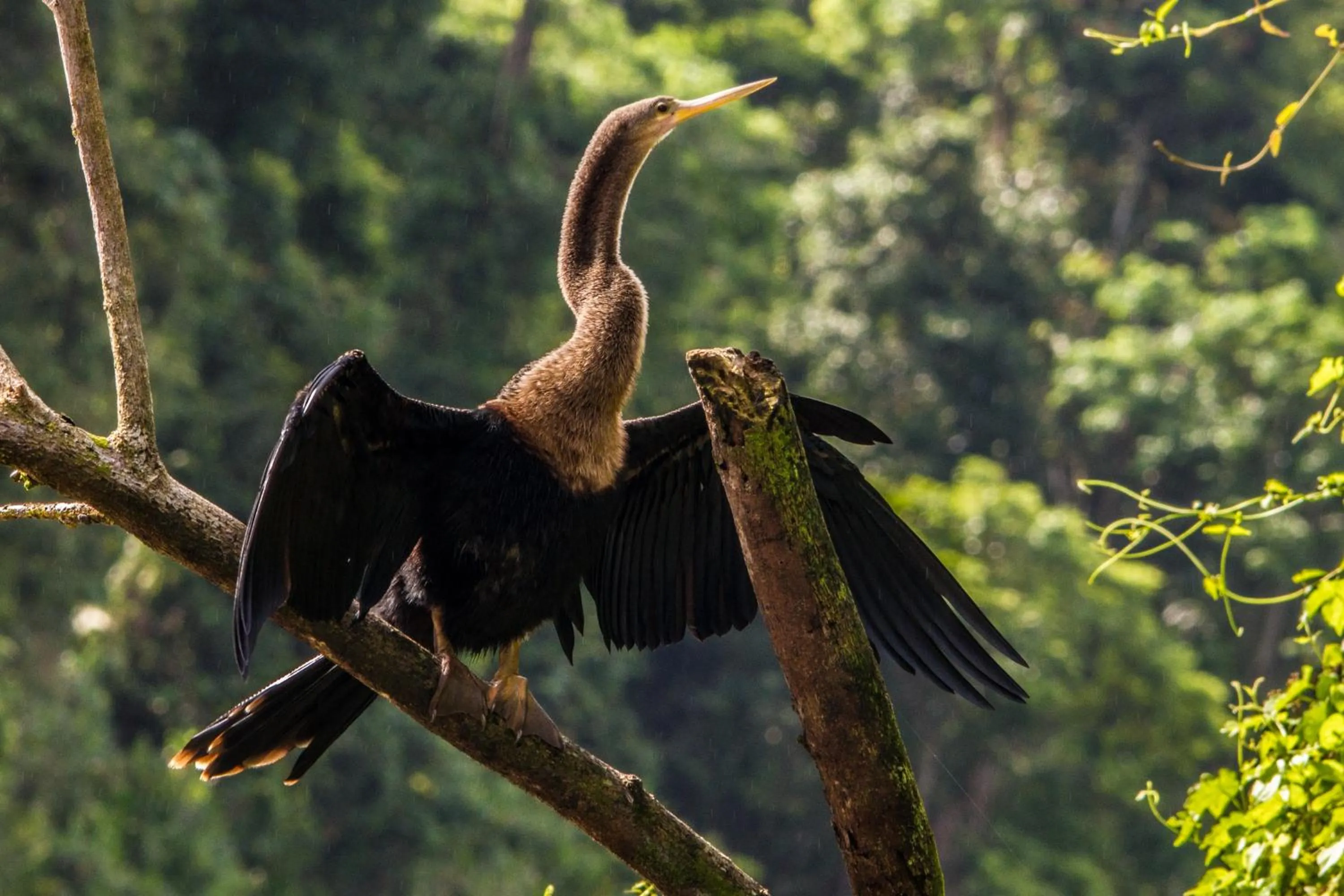 Day in Laguna Lodge Full Board