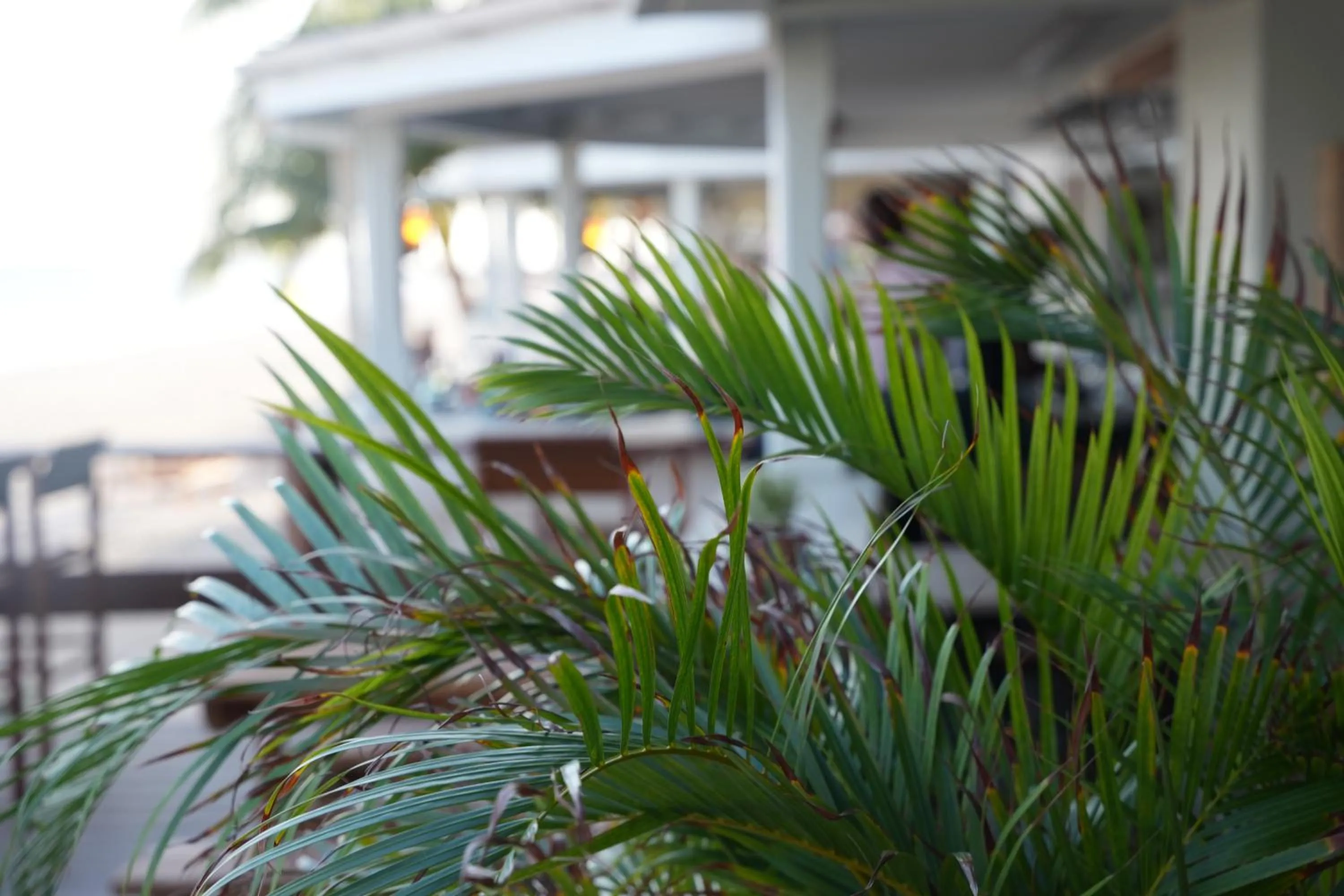 Garden in Hôtel Le Roy