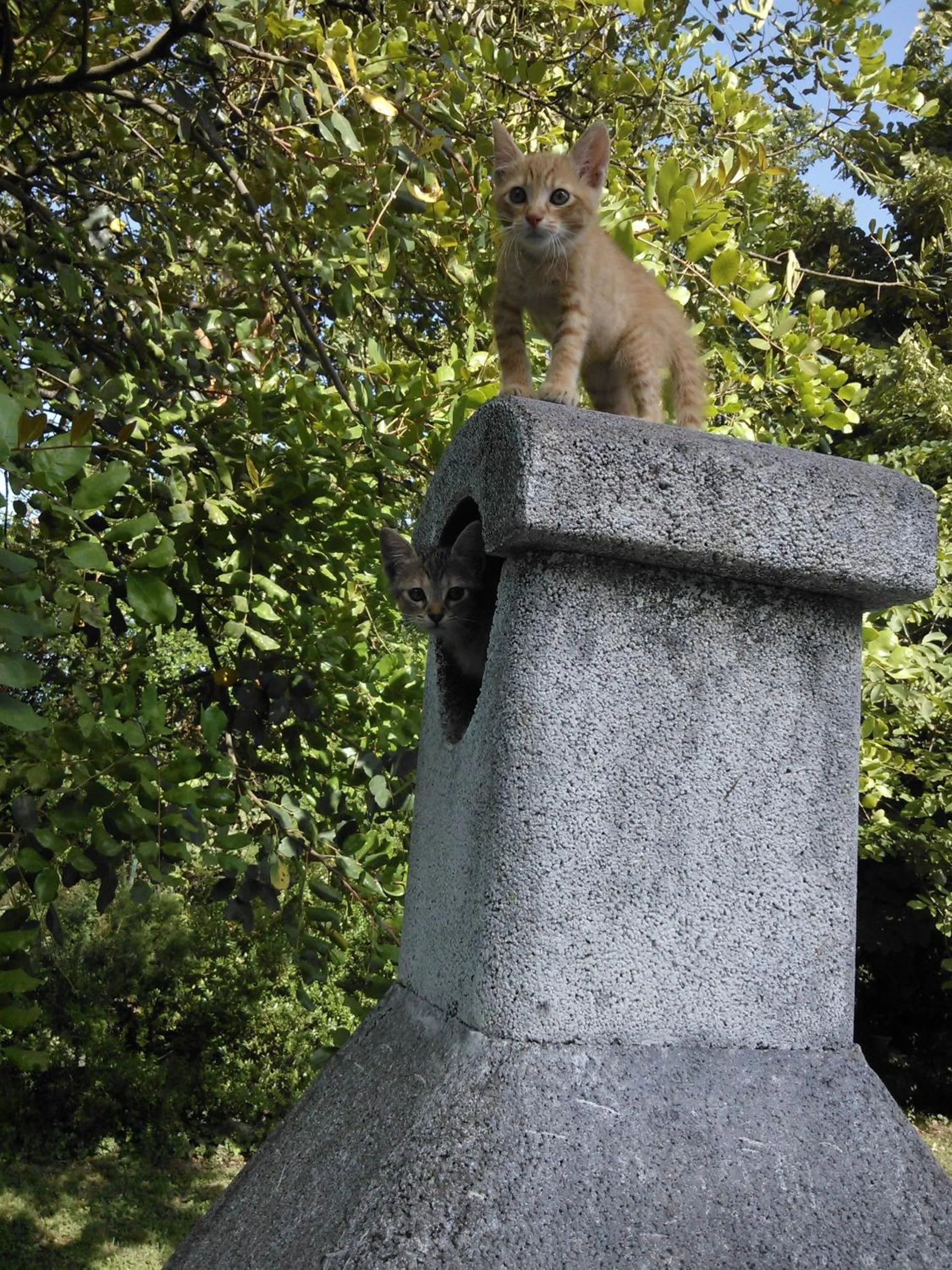 Pets in B&B Villa Ada