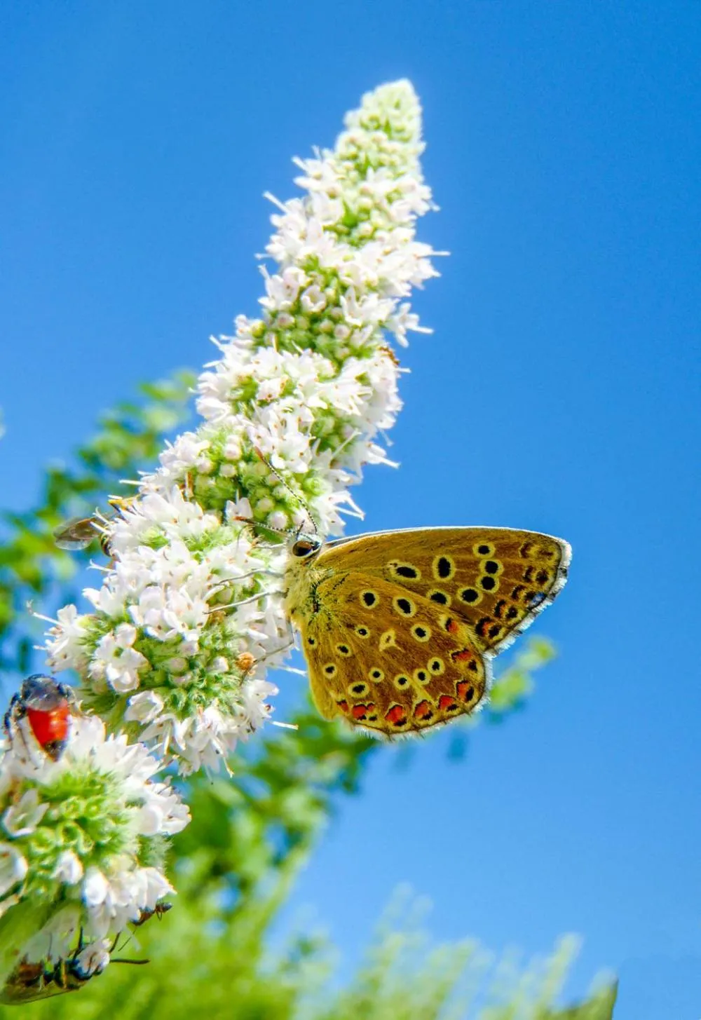 Garden in Monte Soalheiro