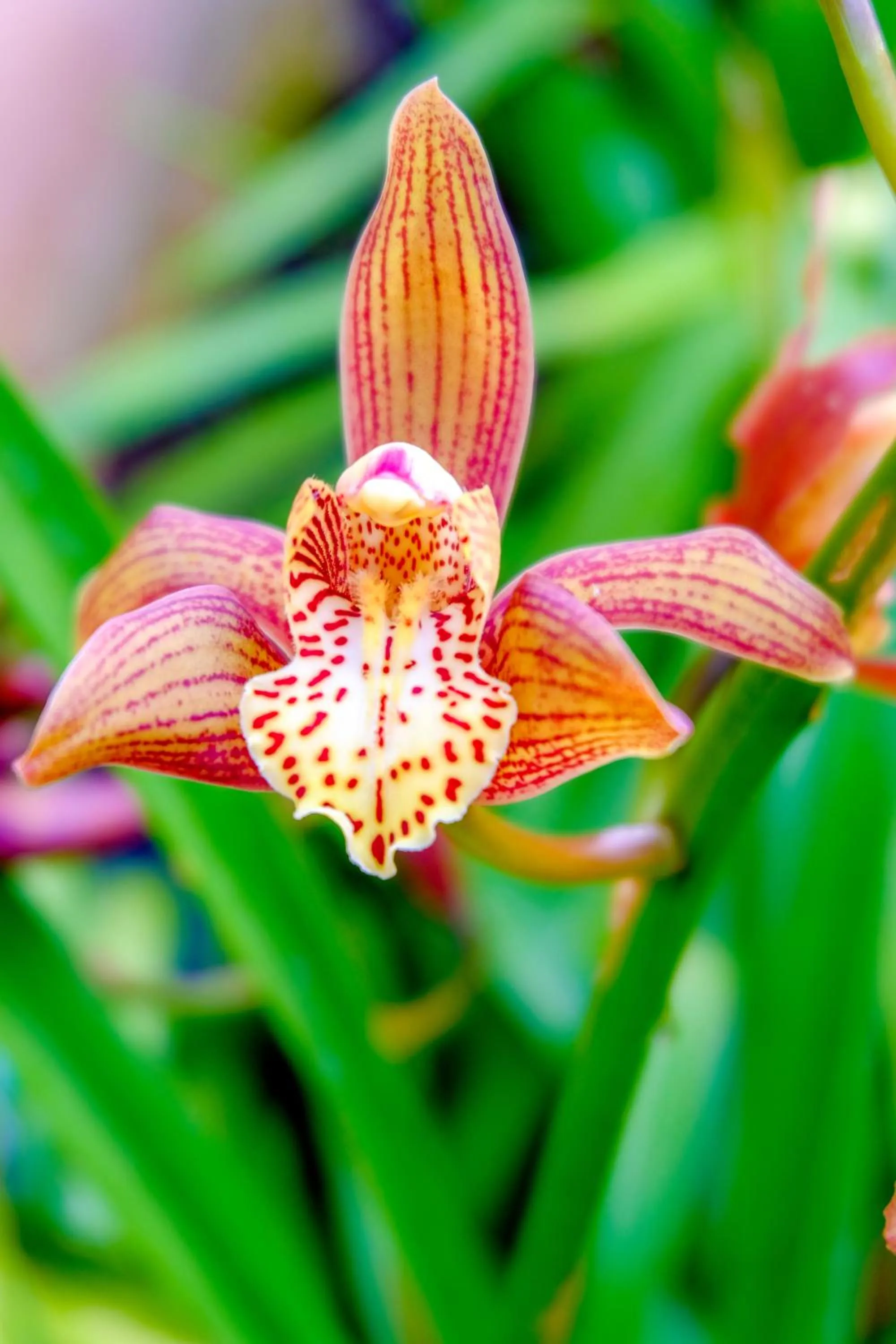 Garden in Monte Soalheiro