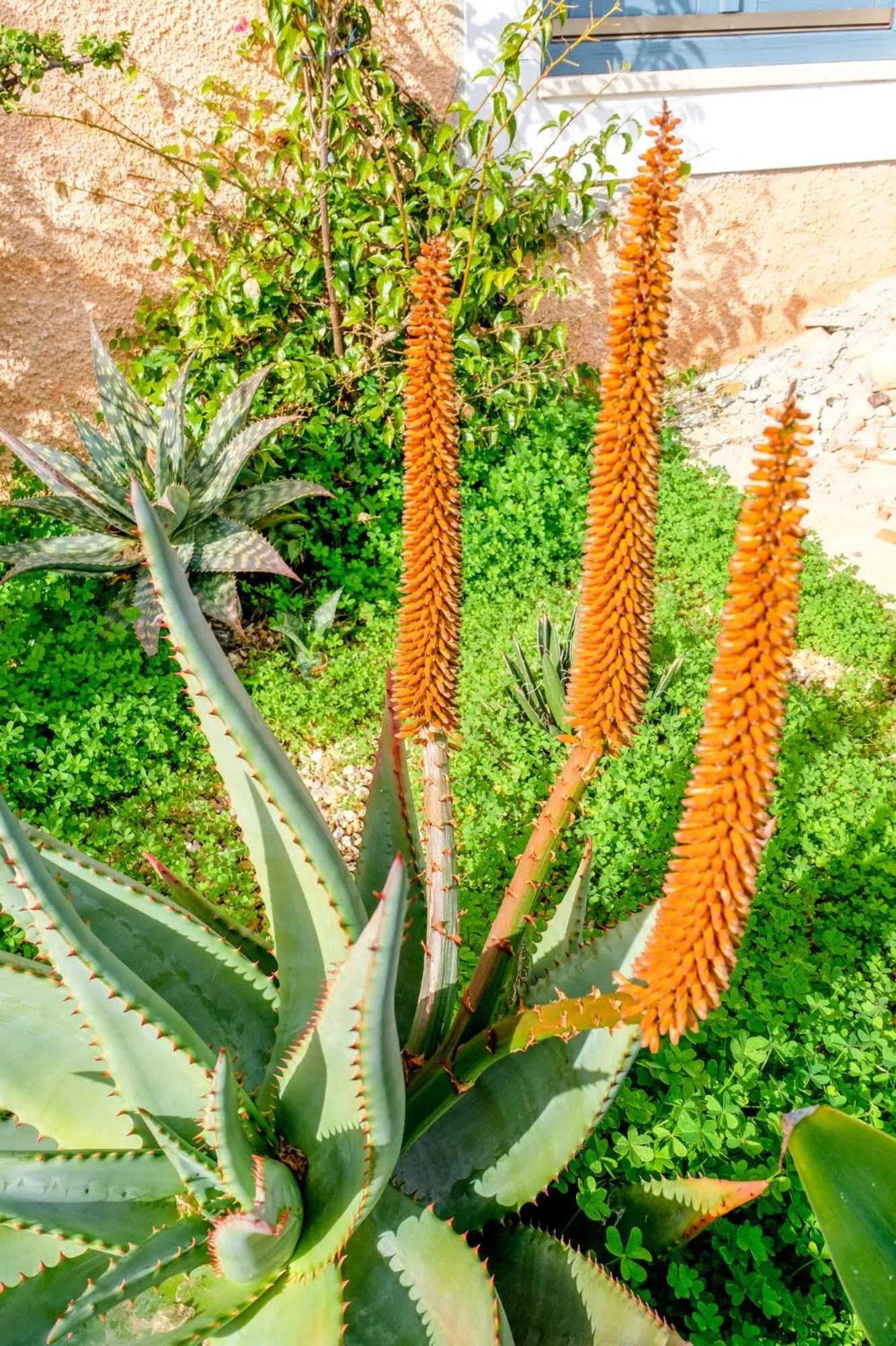 Garden in Monte Soalheiro