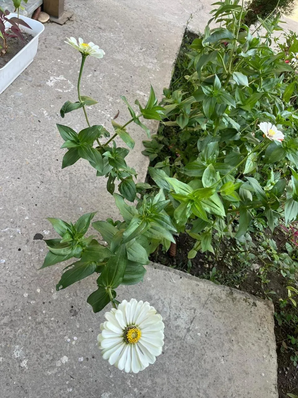 Garden view in Al Mubeen home stay